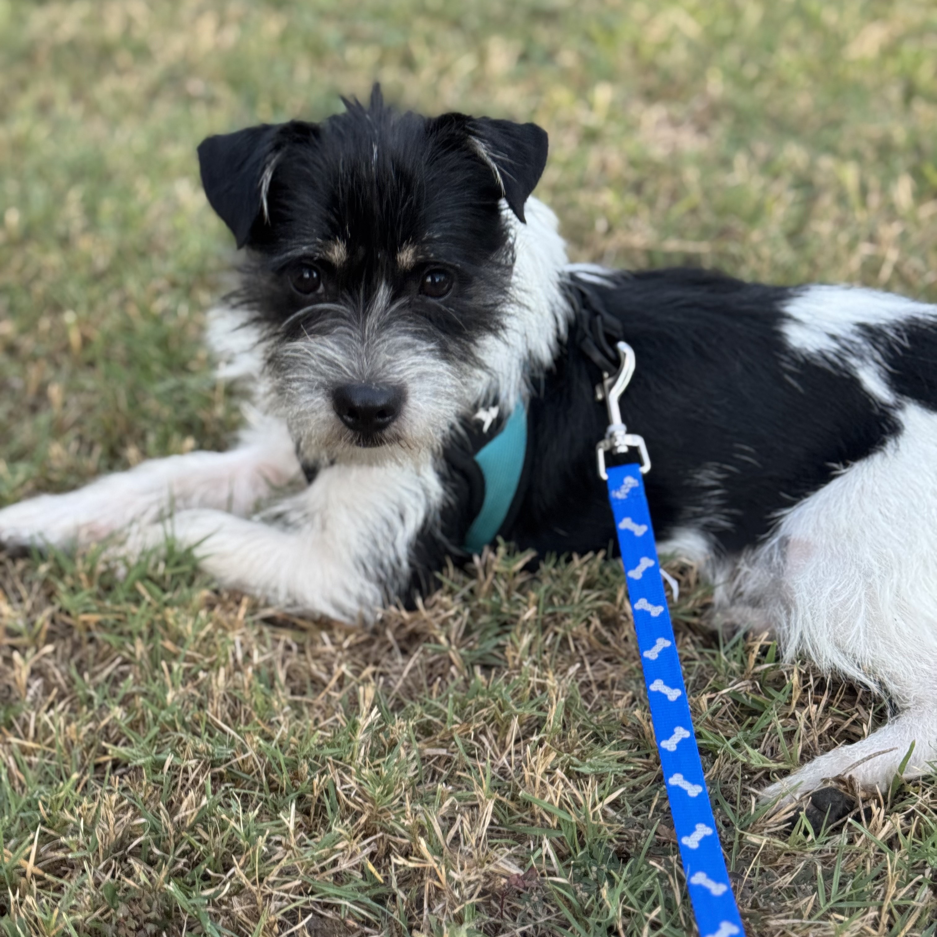 Dog for adoption Rascal, a Miniature Schnauzer in Battle Creek, MI