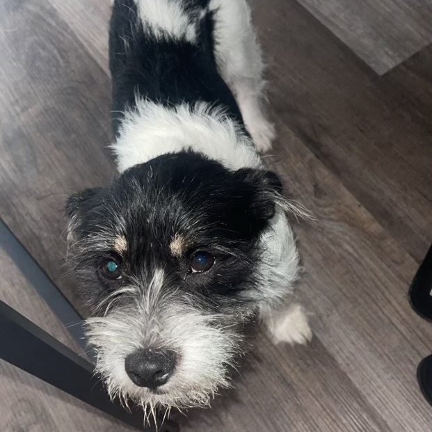 Dog for adoption Rascal, a Miniature Schnauzer in Battle Creek, MI