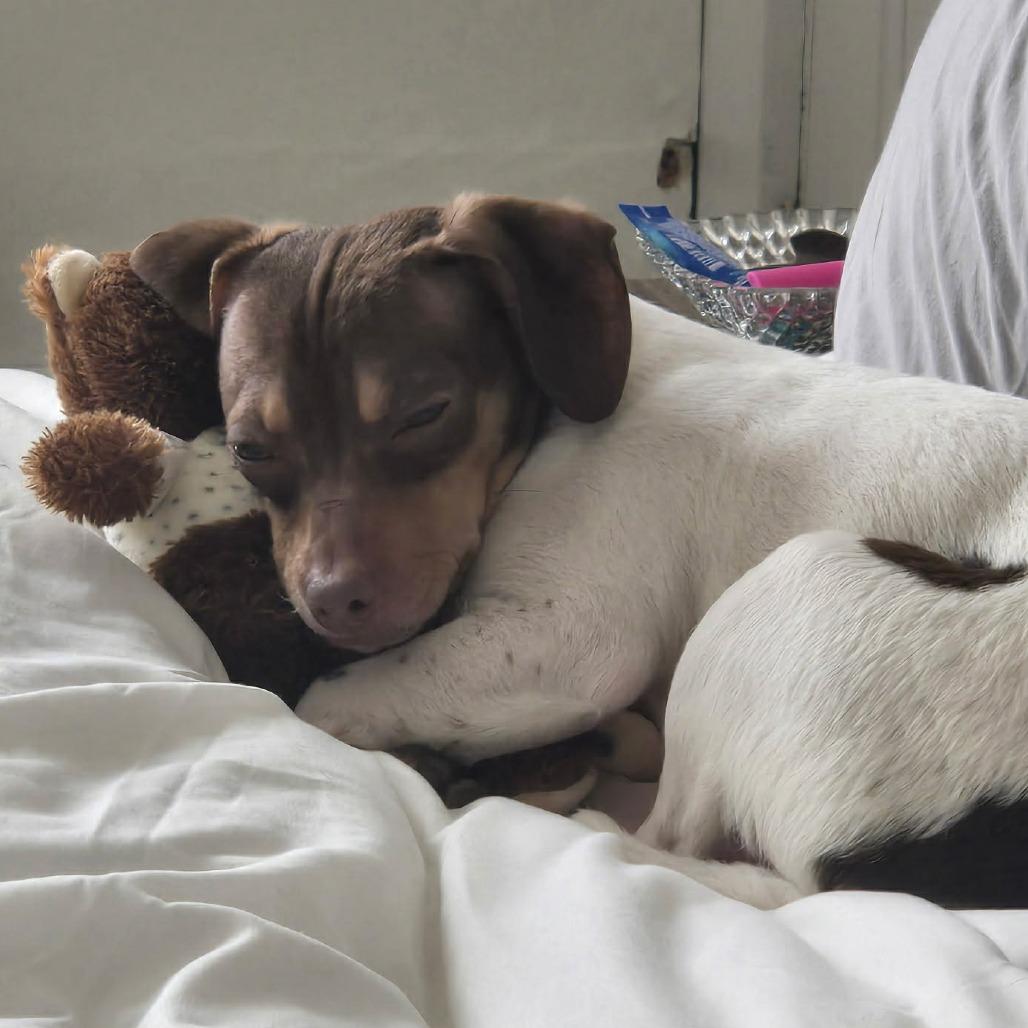 Bitsy — thumbnail 2