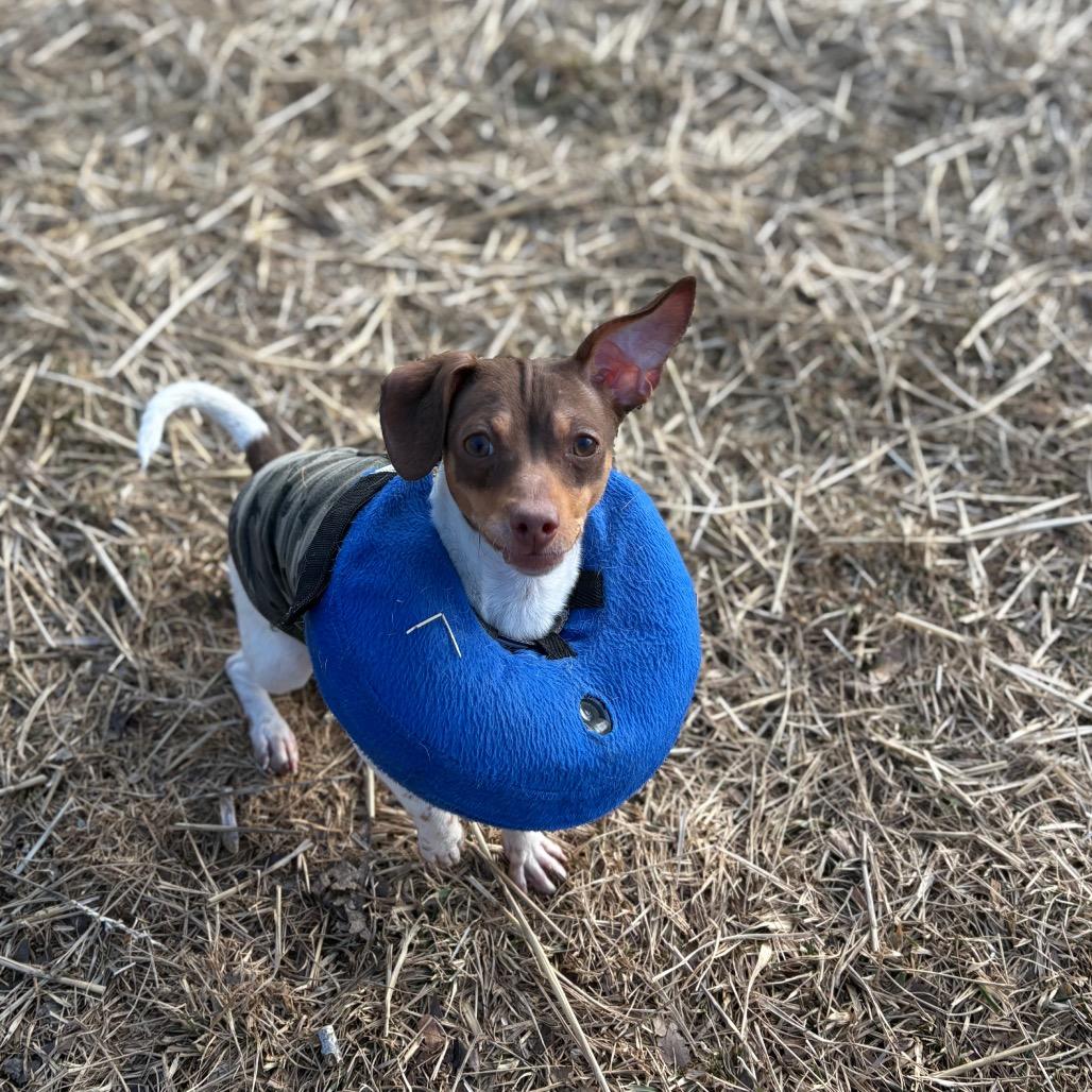 Bitsy — thumbnail 3