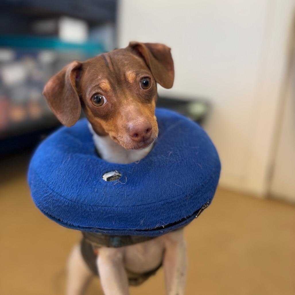 Bitsy — thumbnail 4