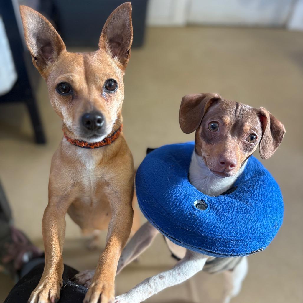 Bitsy — thumbnail 5