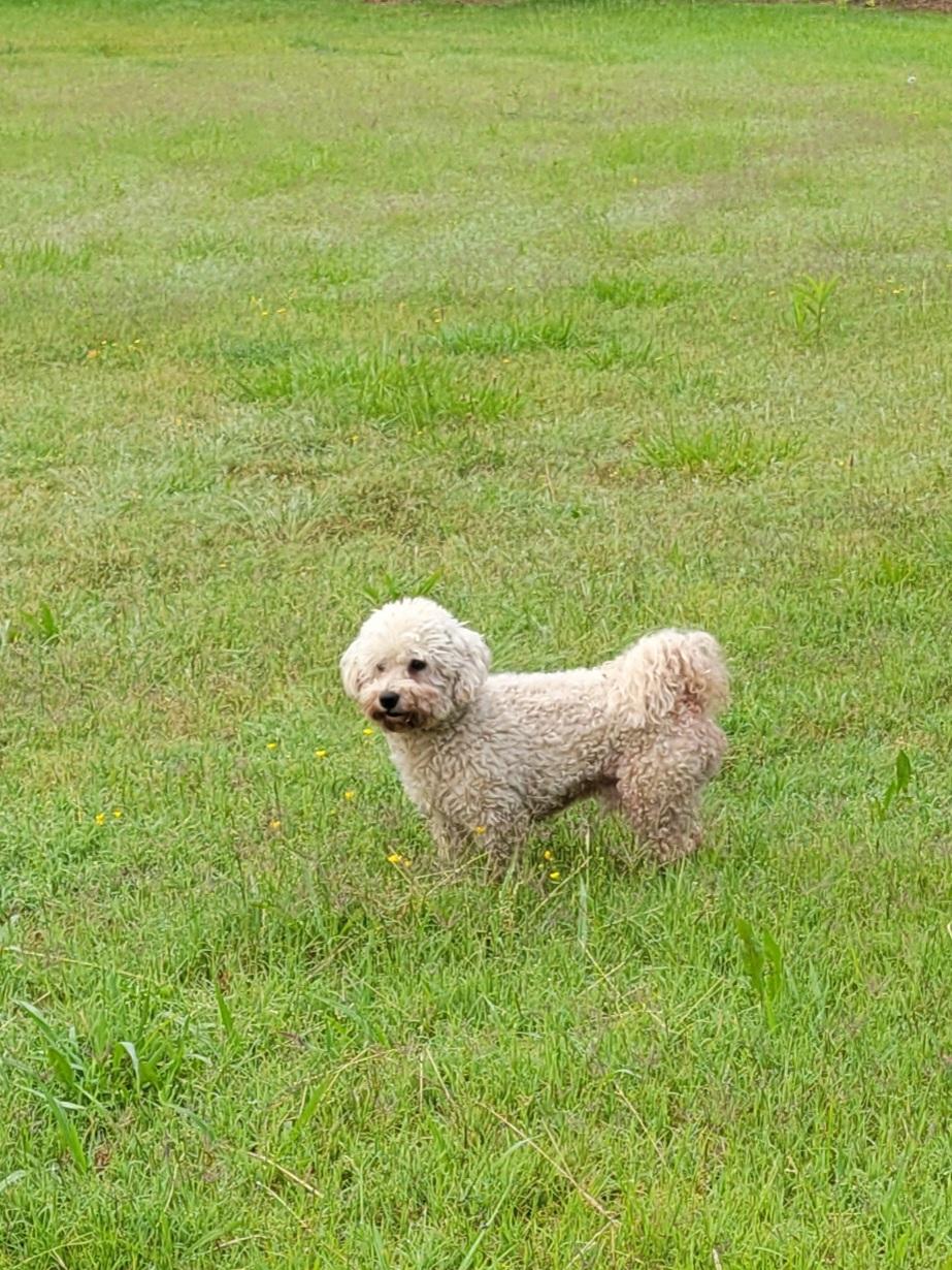 Gemini, Adopted, Adult Male Bichon Frise.