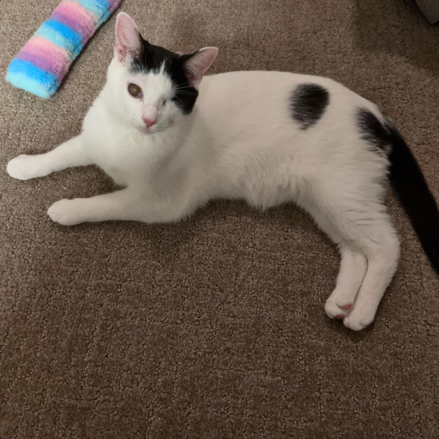 Enlarge Millie, a ADOPTABLE mixed breed in South Park, PA image 6/6