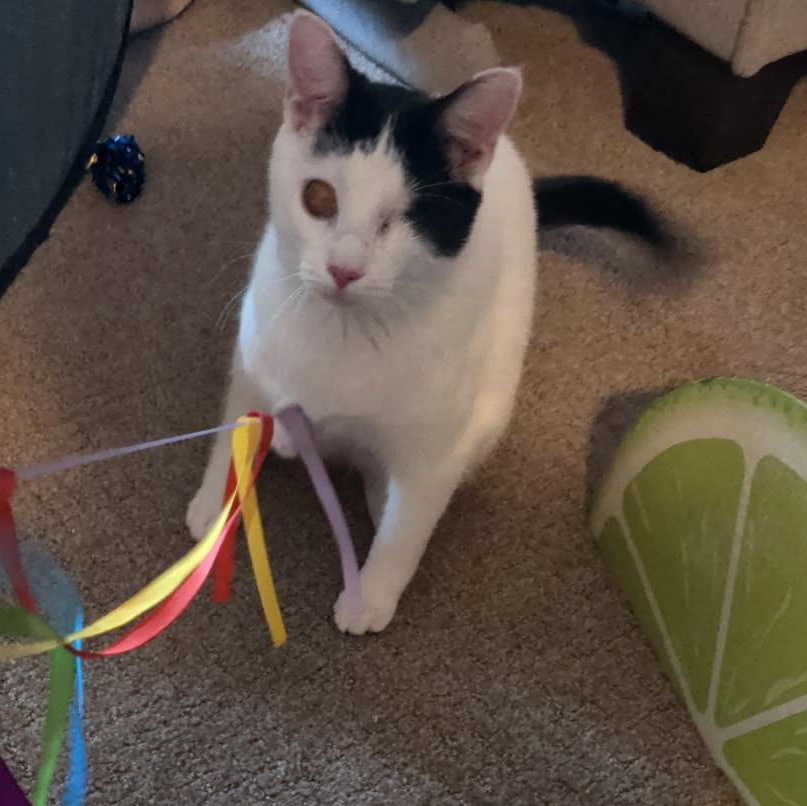 Enlarge Millie, a ADOPTABLE mixed breed in South Park, PA image 4/6