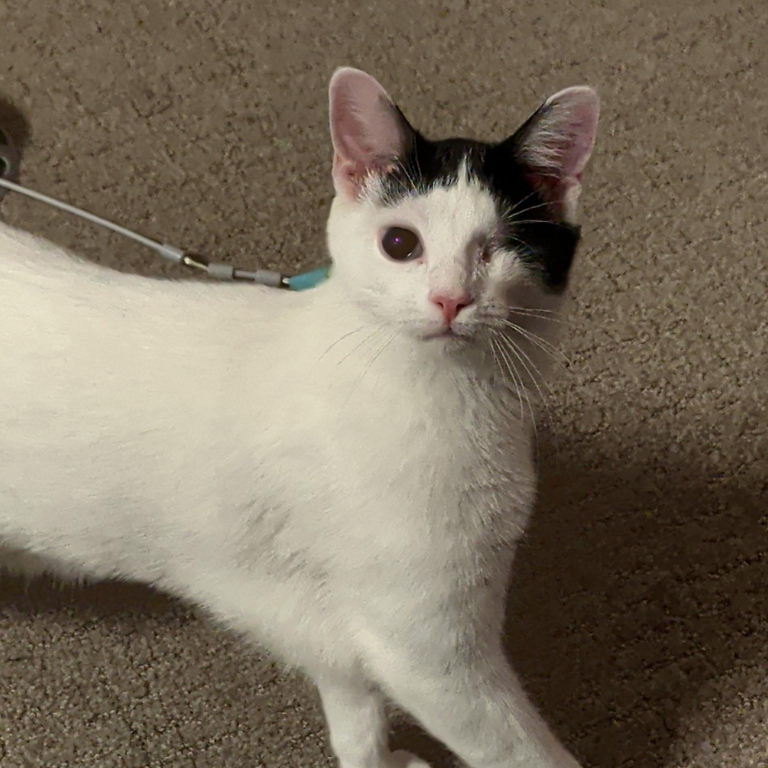 Enlarge Millie, a ADOPTABLE mixed breed in South Park, PA image 2/6