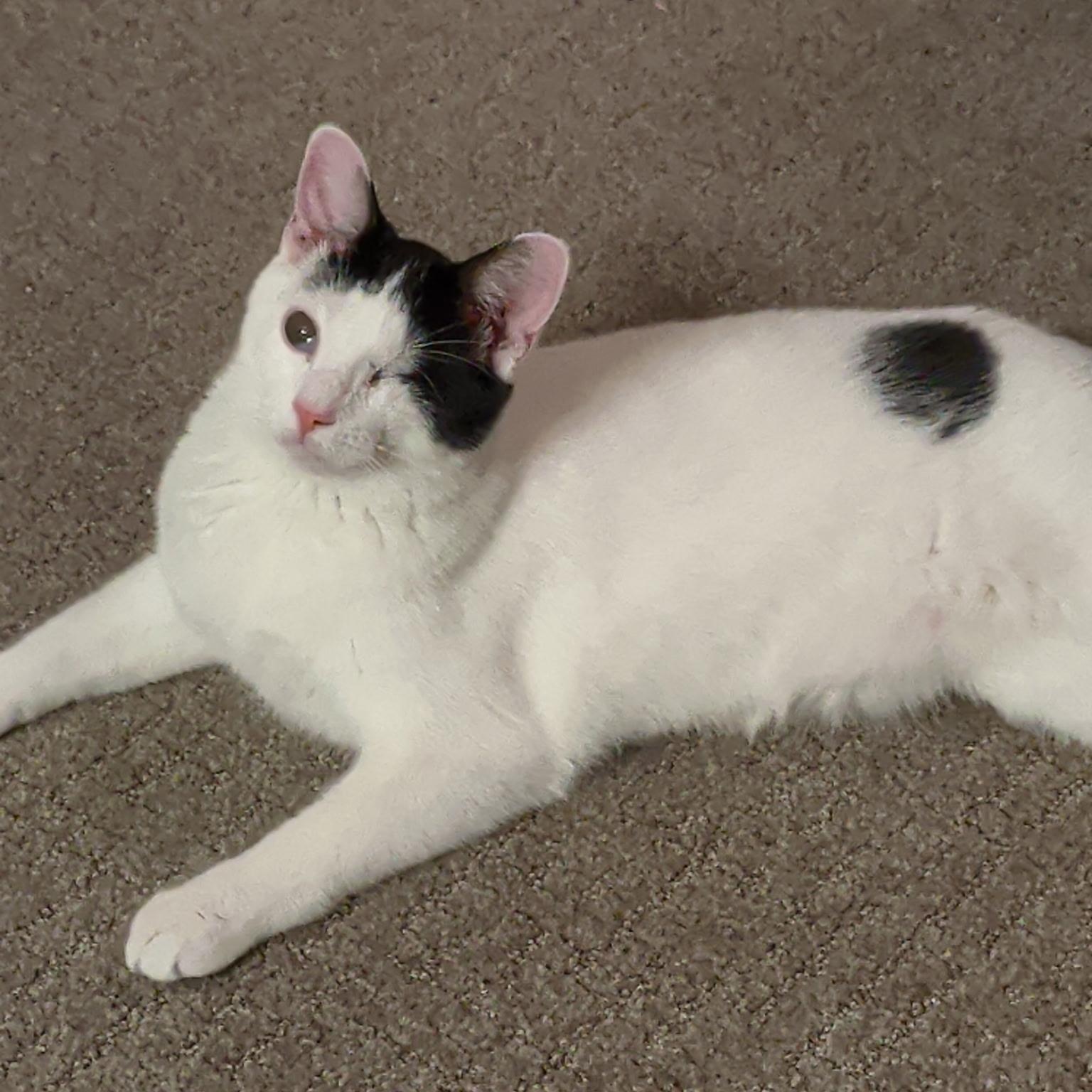 Enlarge Millie, a ADOPTABLE mixed breed in South Park, PA image 5/6