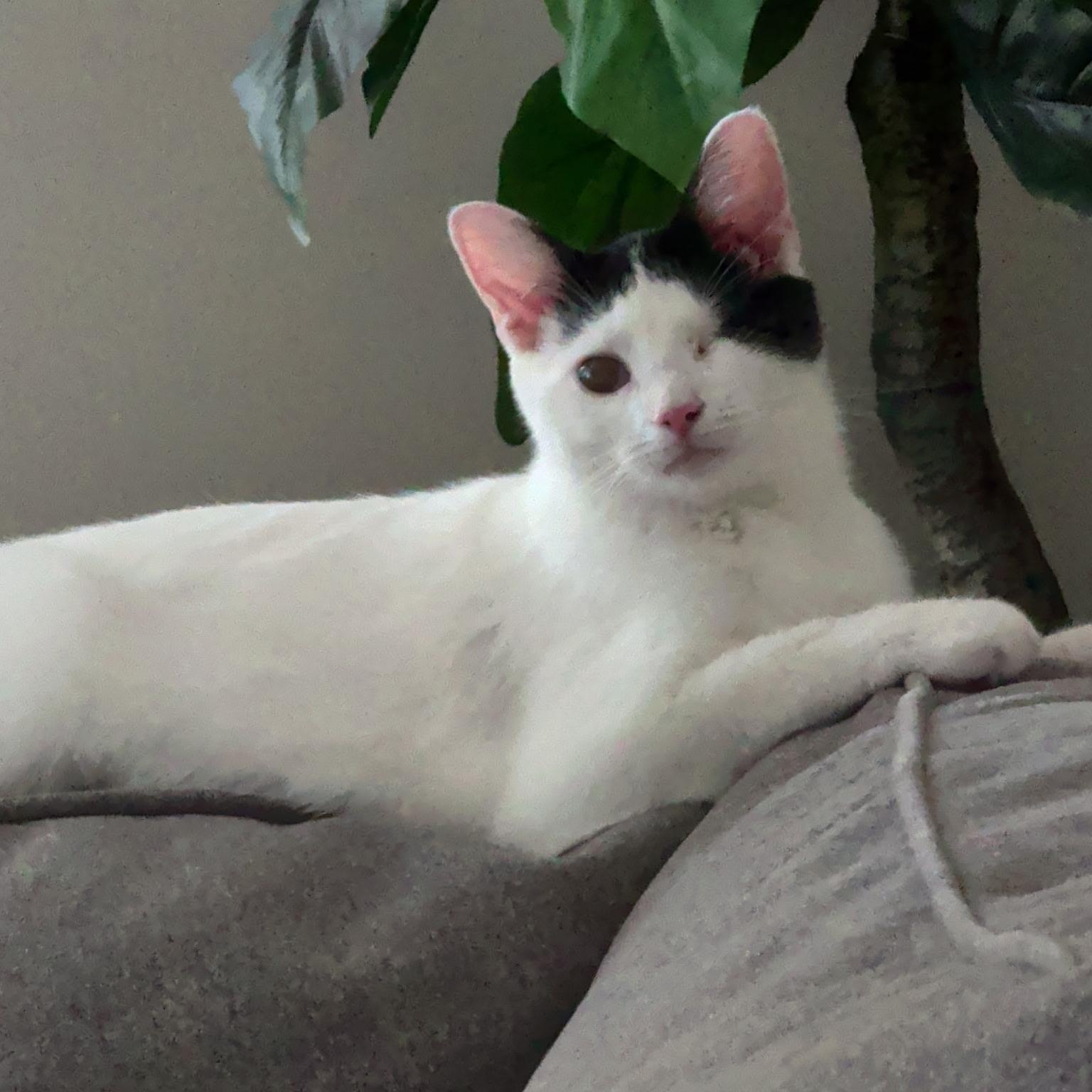 Millie, ADOPTABLE, Kitten Female Domestic Short Hair.