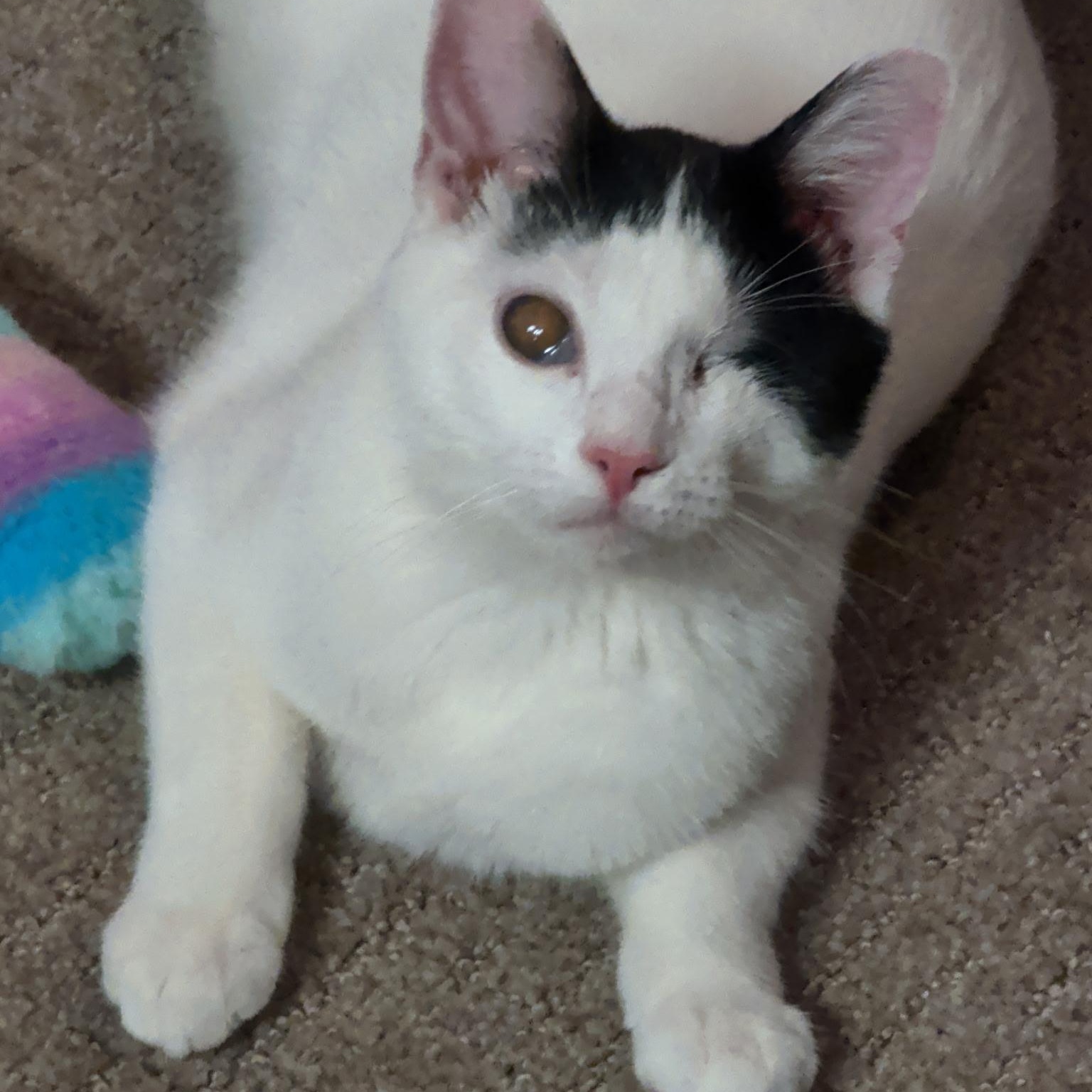 Enlarge Millie, a ADOPTABLE mixed breed in South Park, PA image 3/6