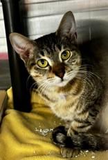 Gale, adopted, Young Female Domestic Short Hair.