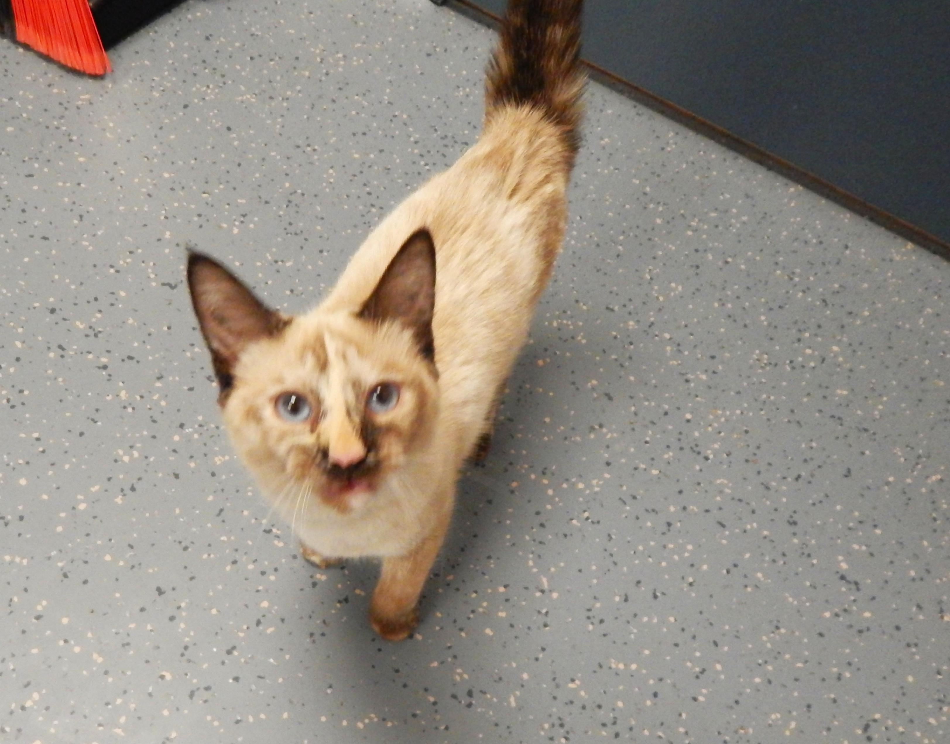 Minx, adopted, Young Female Domestic Short Hair & Siamese.