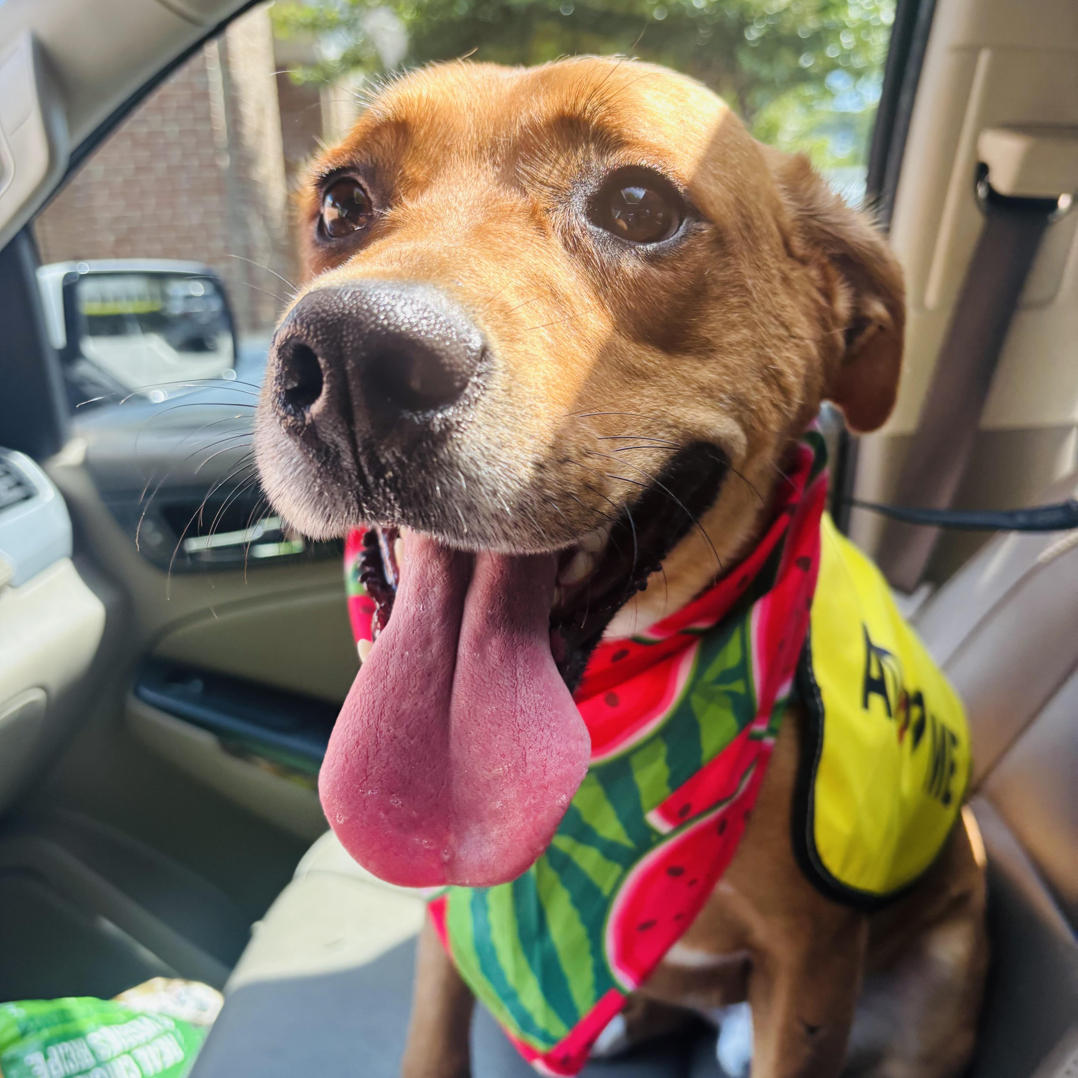 Enlarge Russell, a Adoptable mixed breed in Roswell, GA image 1/3