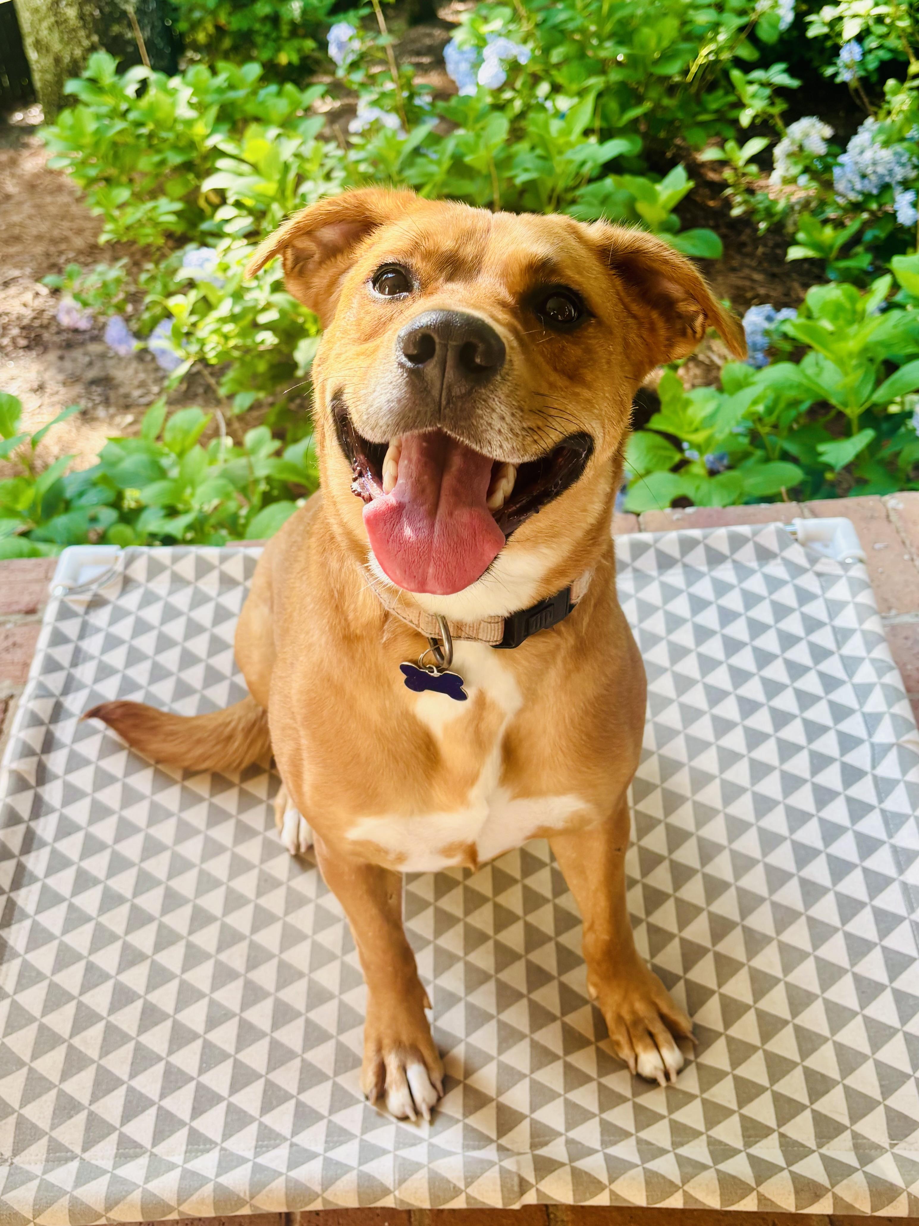 Enlarge Russell, a Adoptable mixed breed in Roswell, GA image 2/3