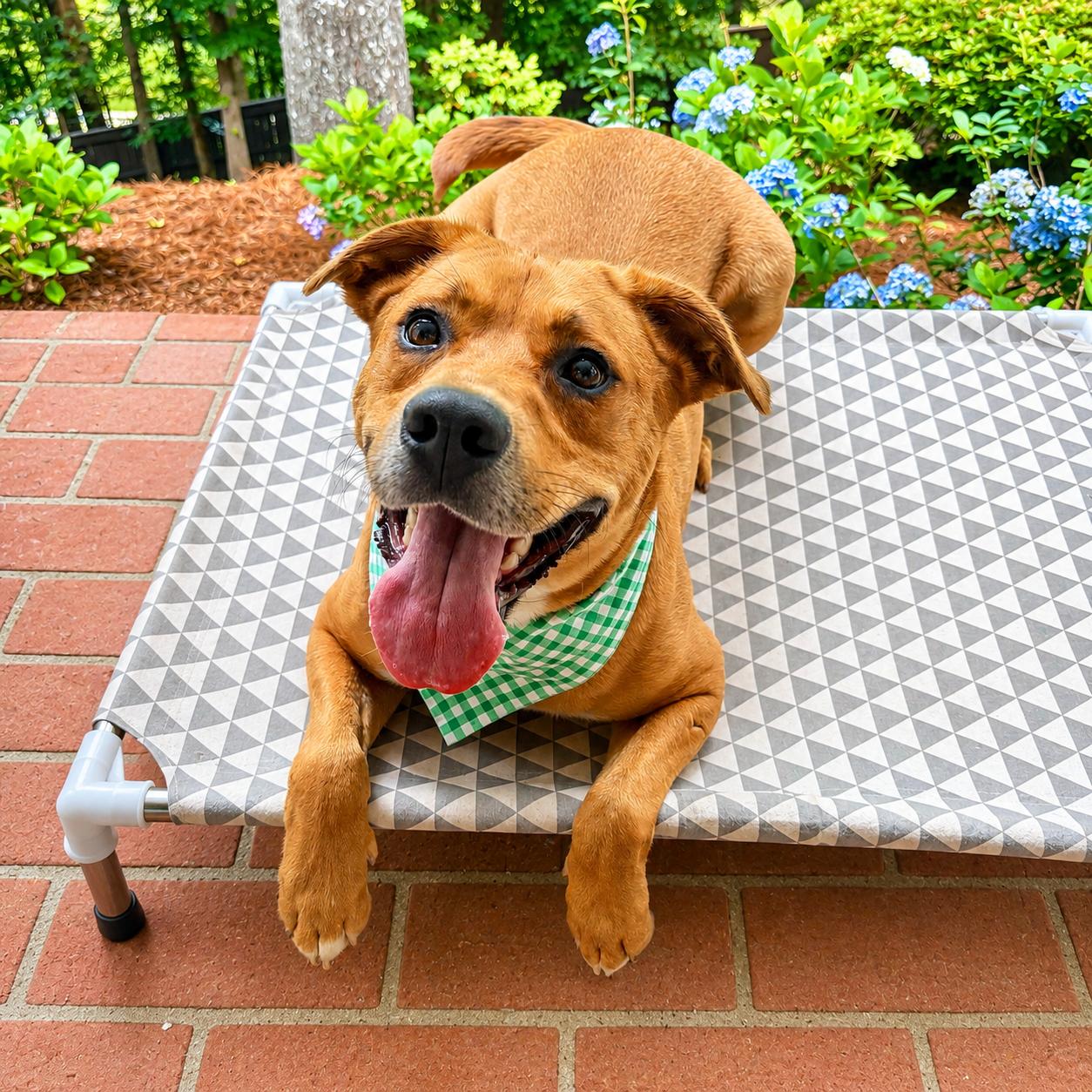 Enlarge Russell, a Adoptable mixed breed in Roswell, GA image 3/3