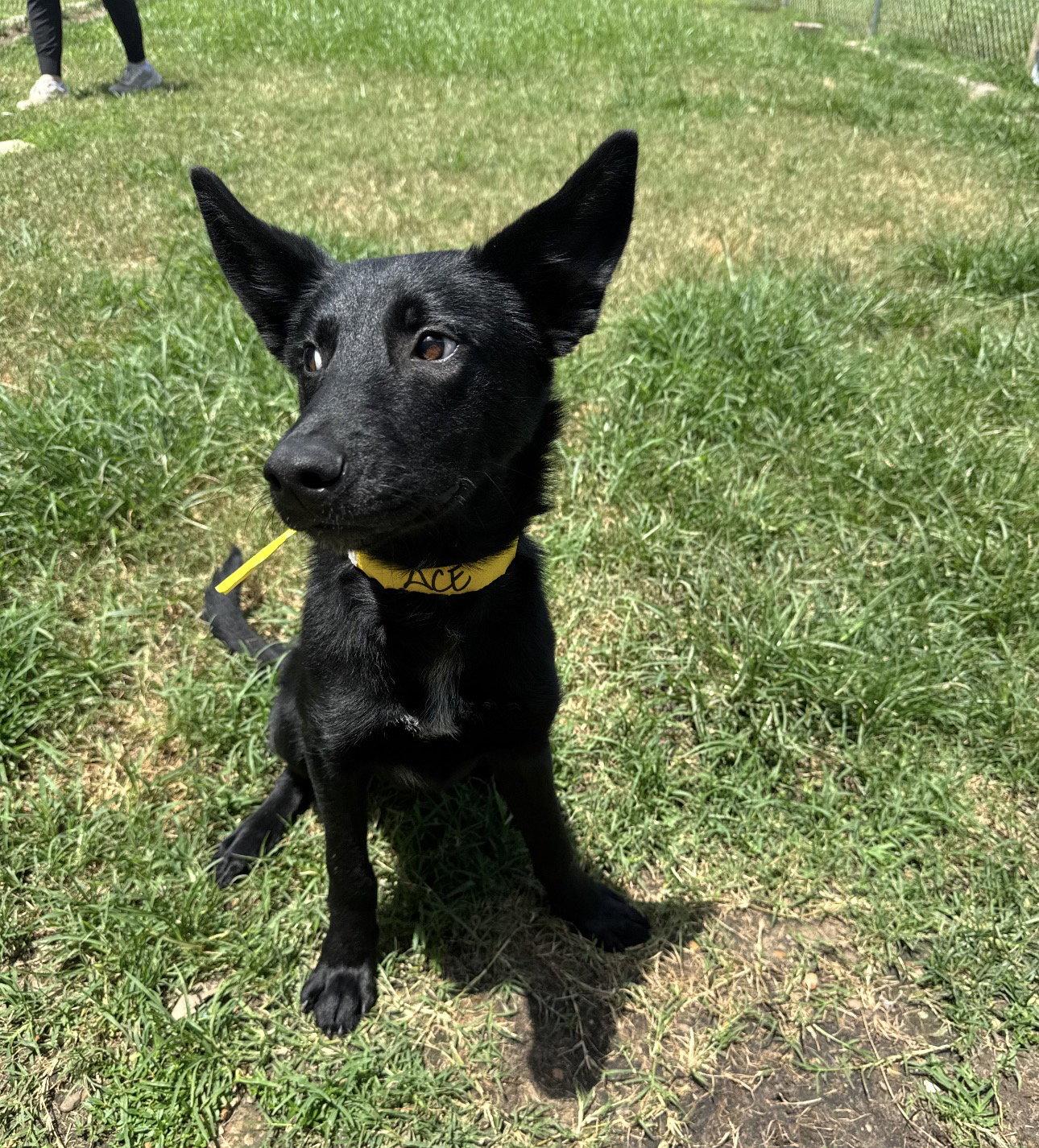 Rooster fka Ace, Adopted, Puppy Male Shepherd.