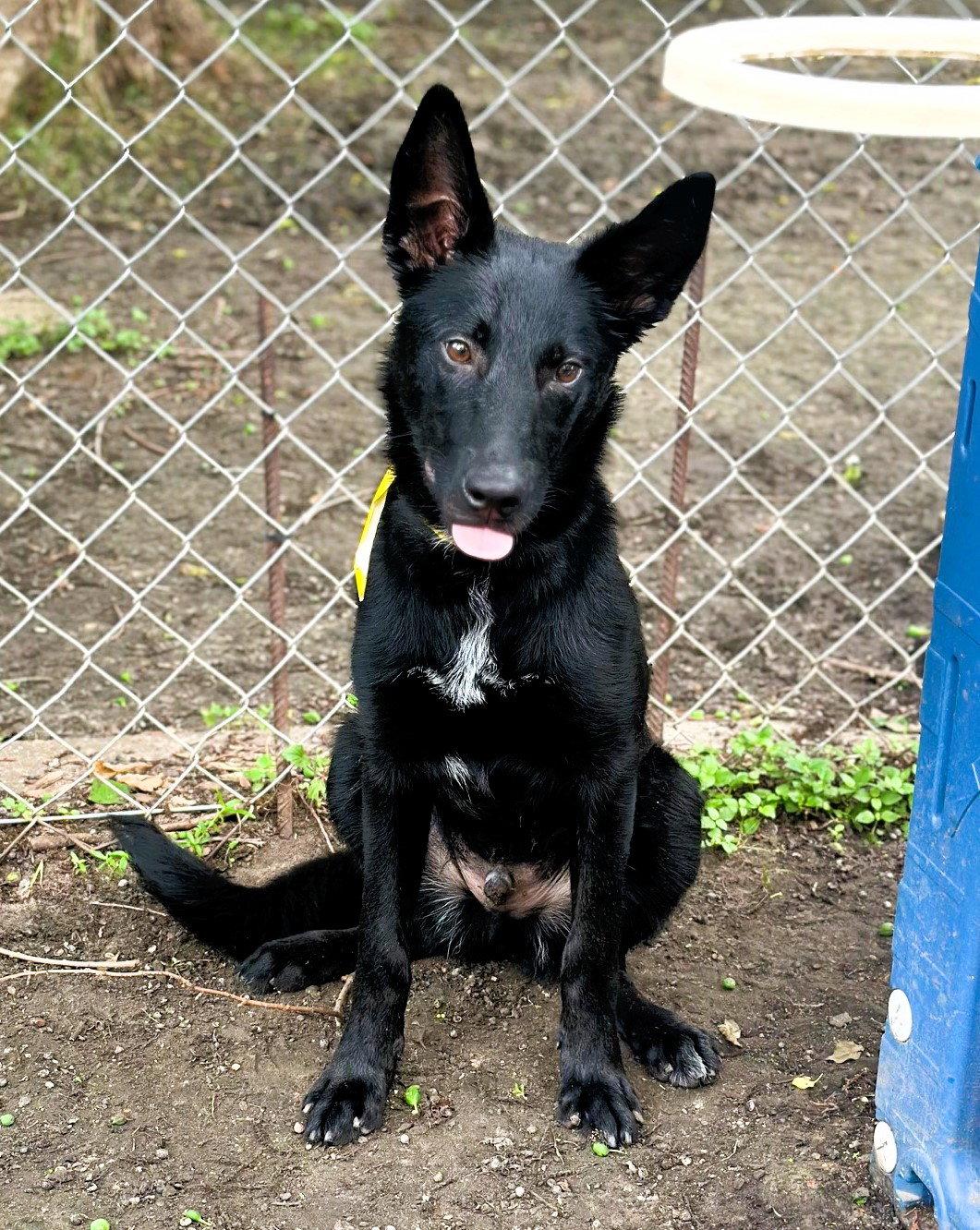 Rooster fka Ace, a Adopted Shepherd in Houston, TX image 2/3