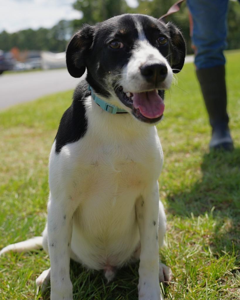 Enlarge Denver, a Adoptable Mixed Breed in Springfield, GA image 1/3