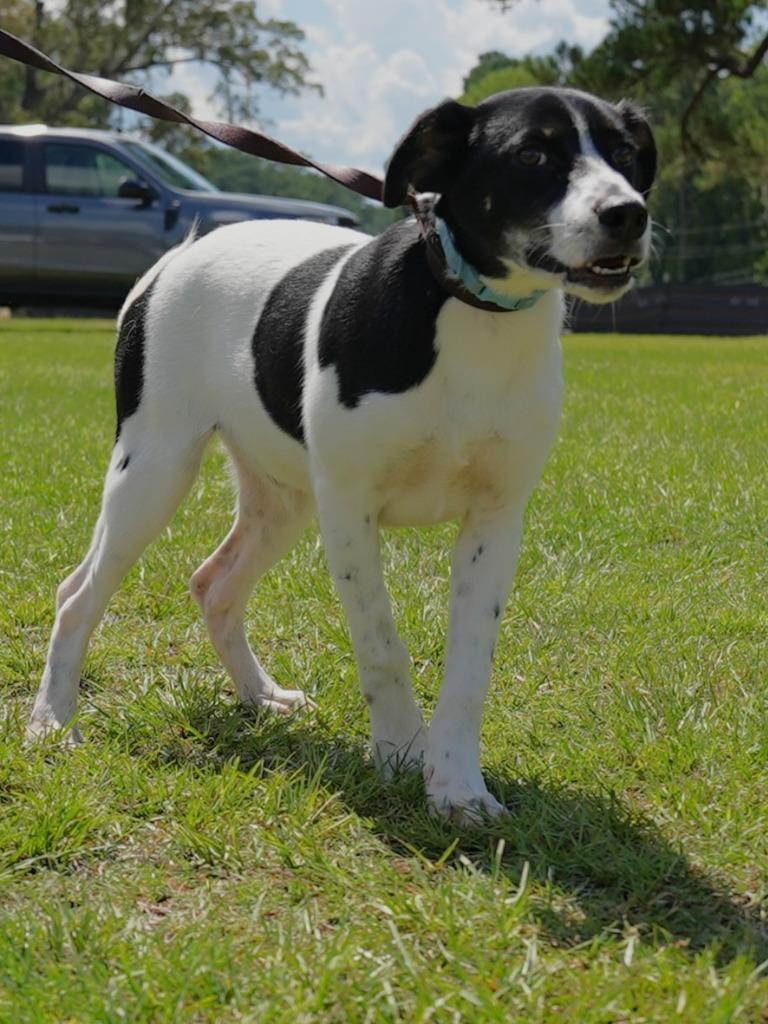 Enlarge Denver, a Adoptable Mixed Breed in Springfield, GA image 2/3