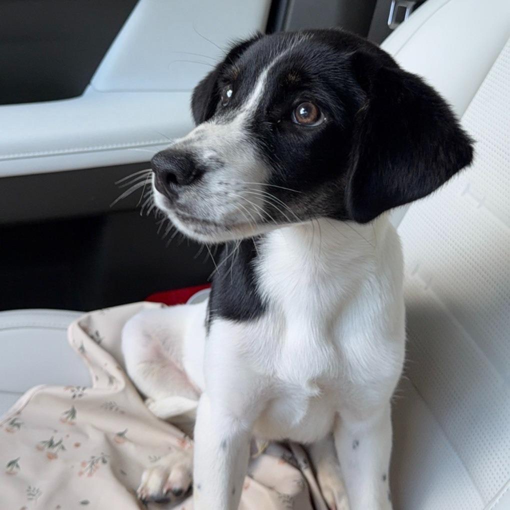 Enlarge Denver, a Adoptable Mixed Breed in Springfield, GA image 3/3