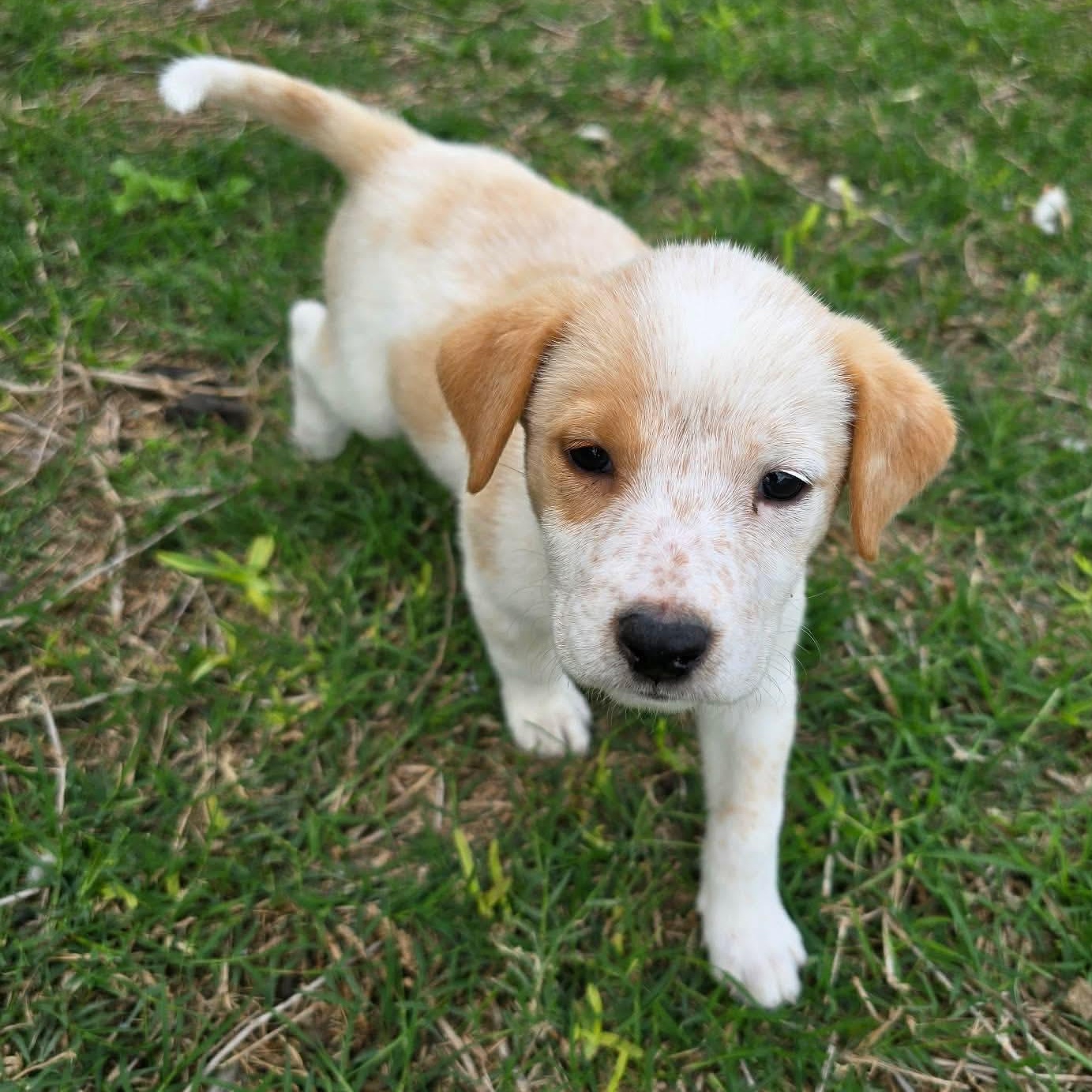 Haven, adopted, Puppy Female Labrador Retriever & Australian Cattle Dog / Blue Heeler.