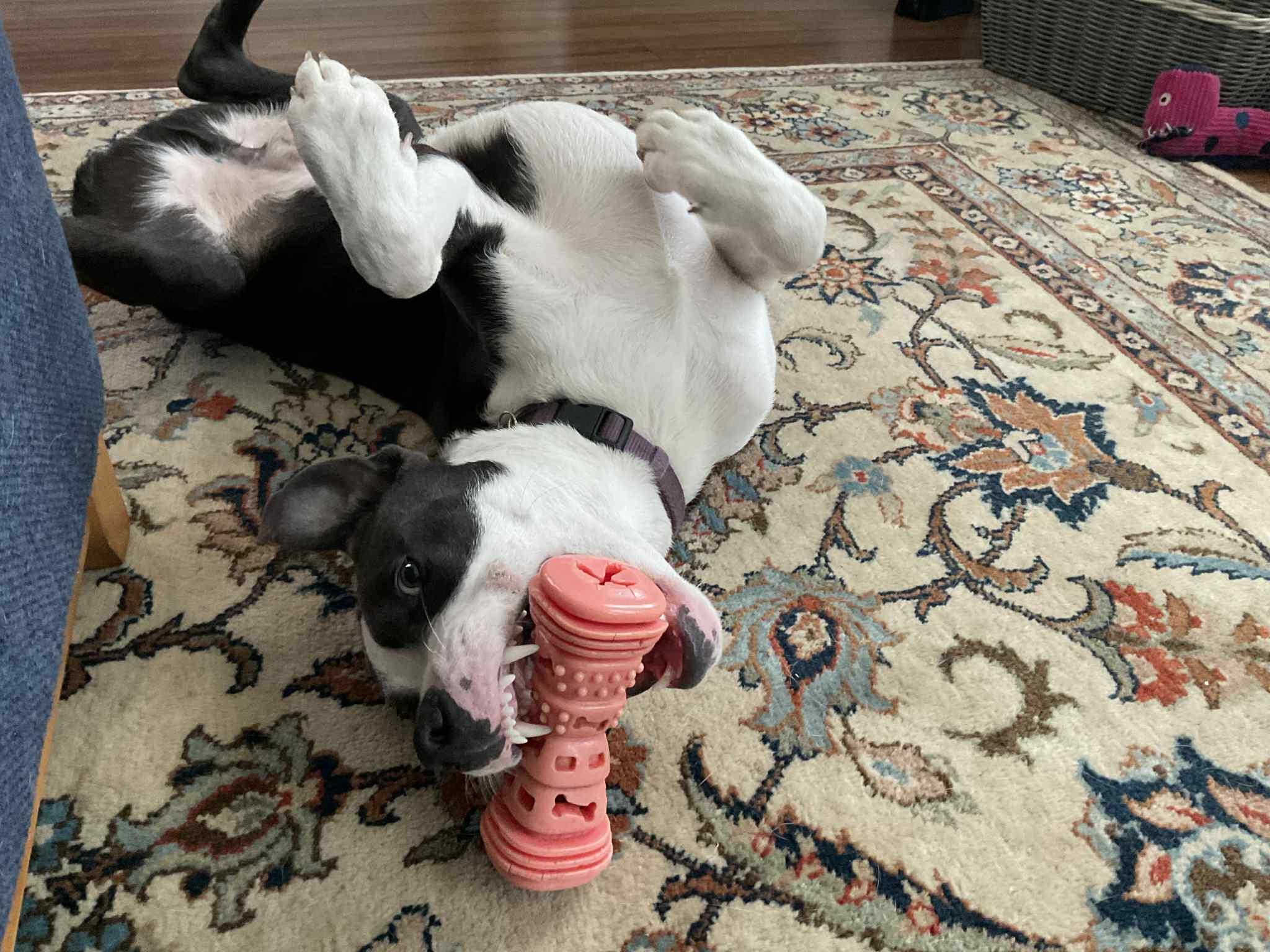 Enlarge Valentine, a Adoptable mixed breed in Roachdale, IN image 1/6