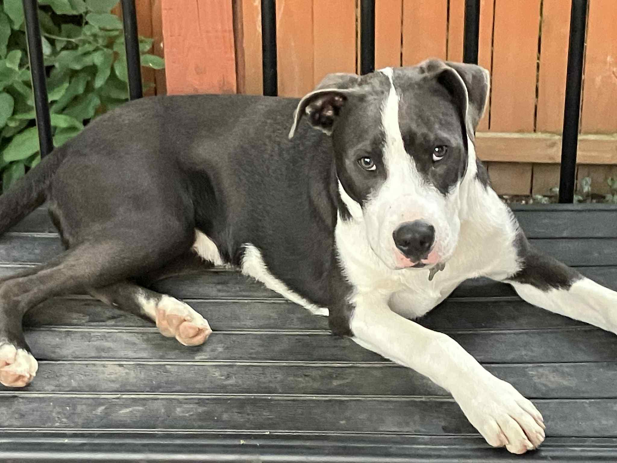 Valentine, Adoptable, Puppy Male Pit Bull Terrier.