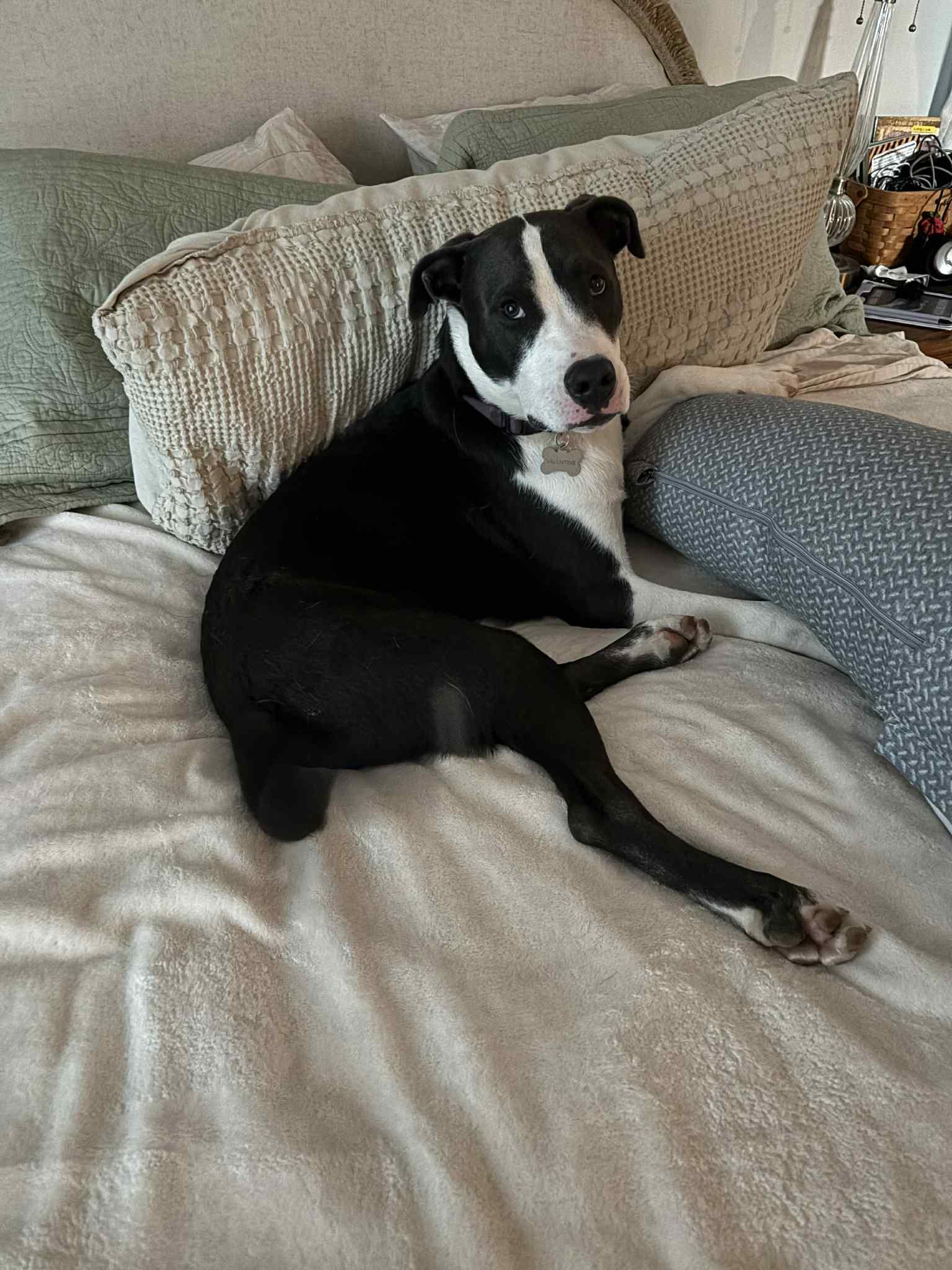 Enlarge Valentine, a Adoptable mixed breed in Roachdale, IN image 3/6