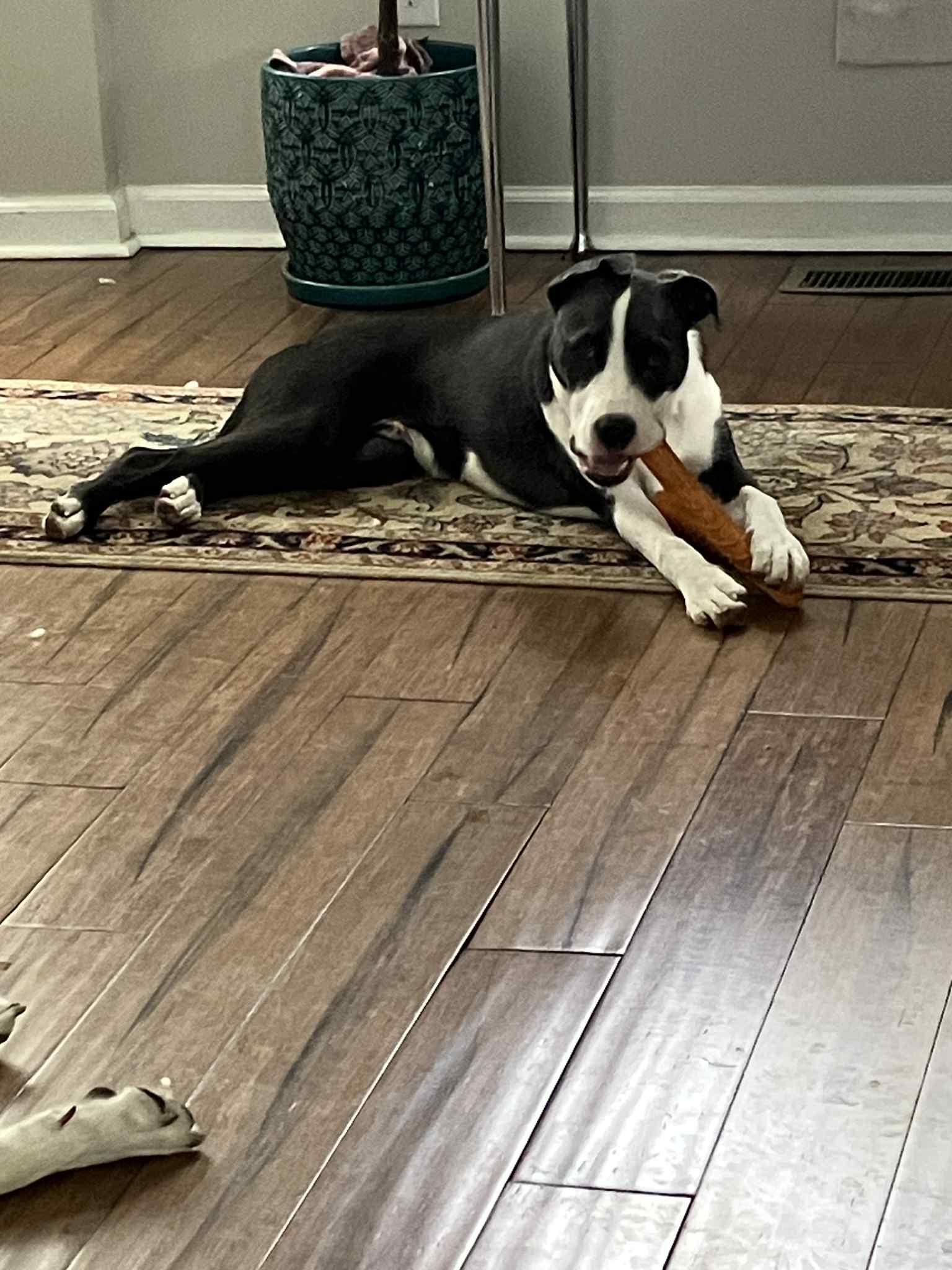 Enlarge Valentine, a Adoptable mixed breed in Roachdale, IN image 4/6