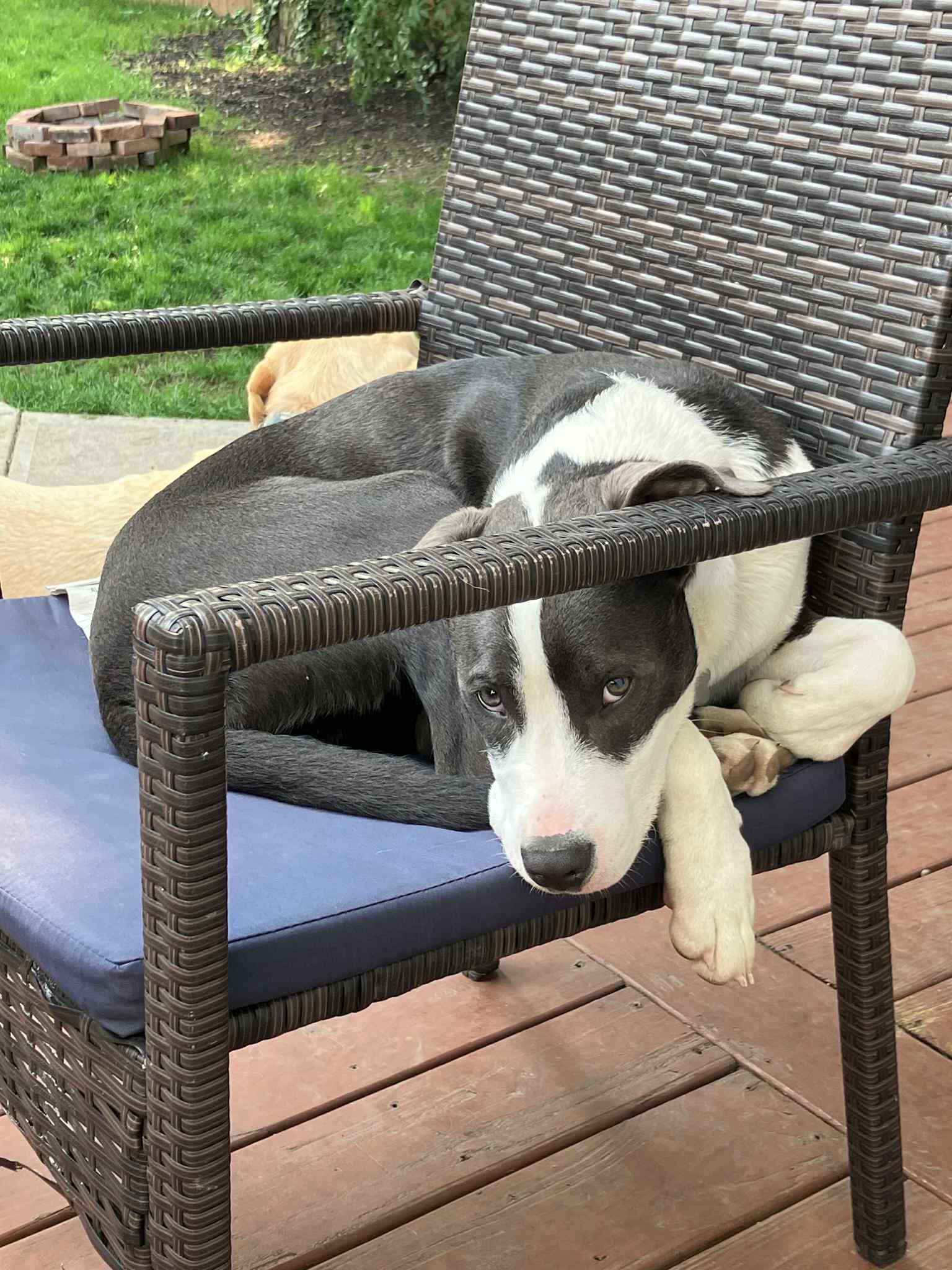 Enlarge Valentine, a Adoptable mixed breed in Roachdale, IN image 5/6