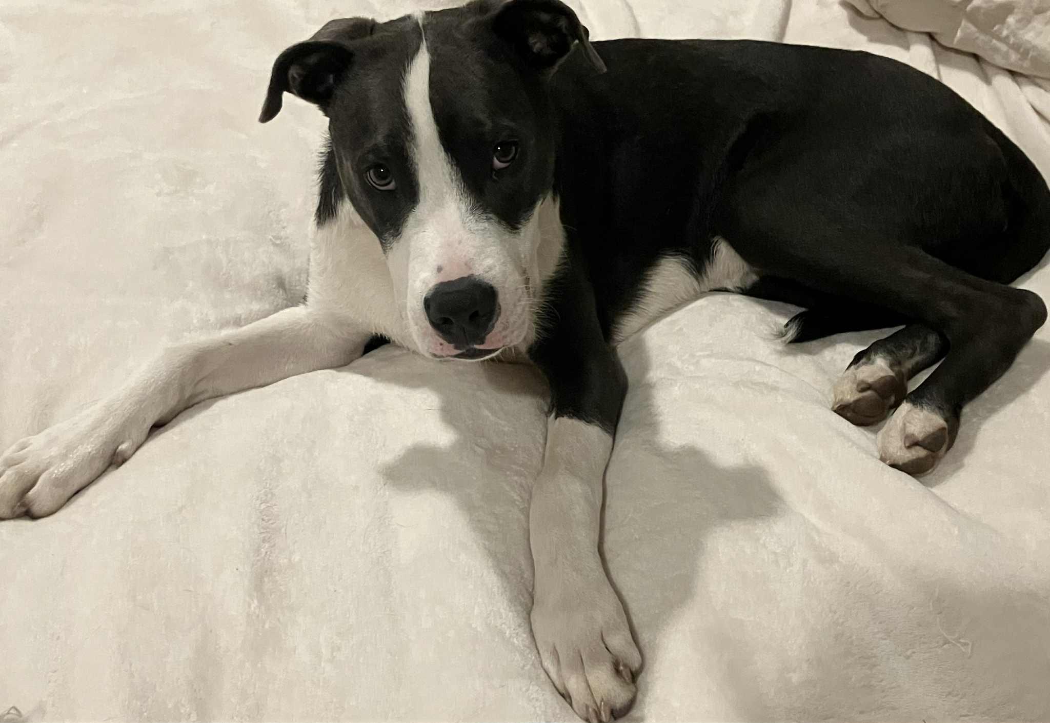 Enlarge Valentine, a Adoptable mixed breed in Roachdale, IN image 6/6