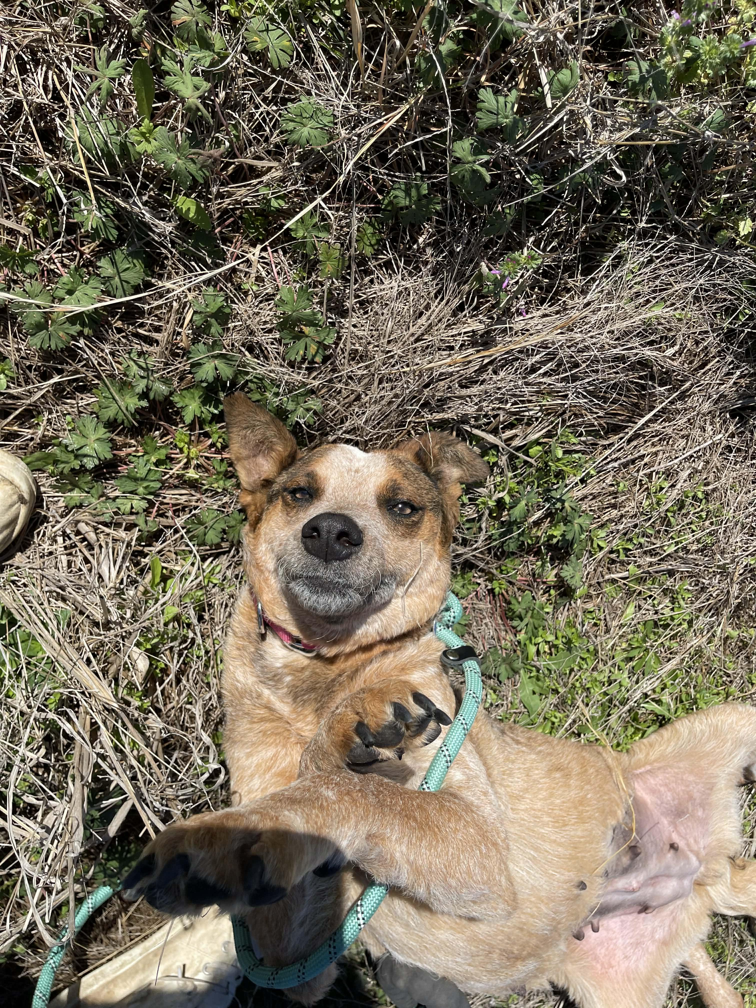 Sierra, an adopted Cattle Dog in Minnesota Lake, MN image 4/6
