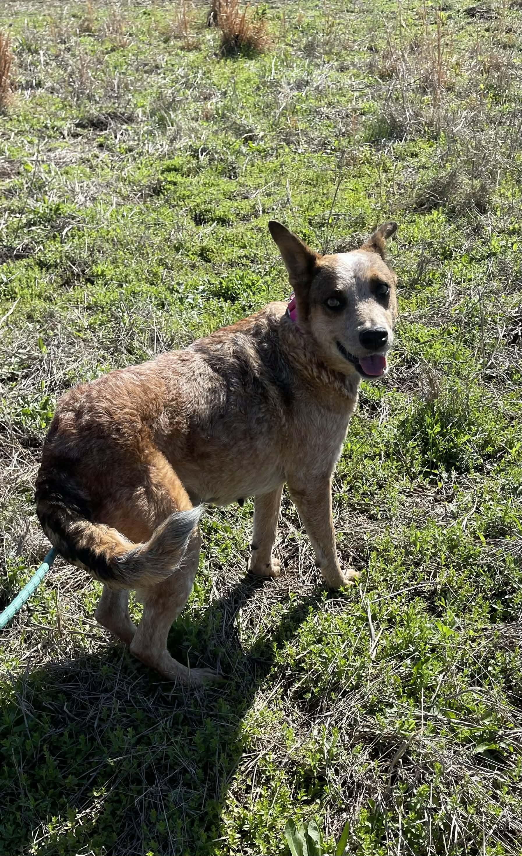 Sierra, an adopted Cattle Dog in Minnesota Lake, MN image 3/6