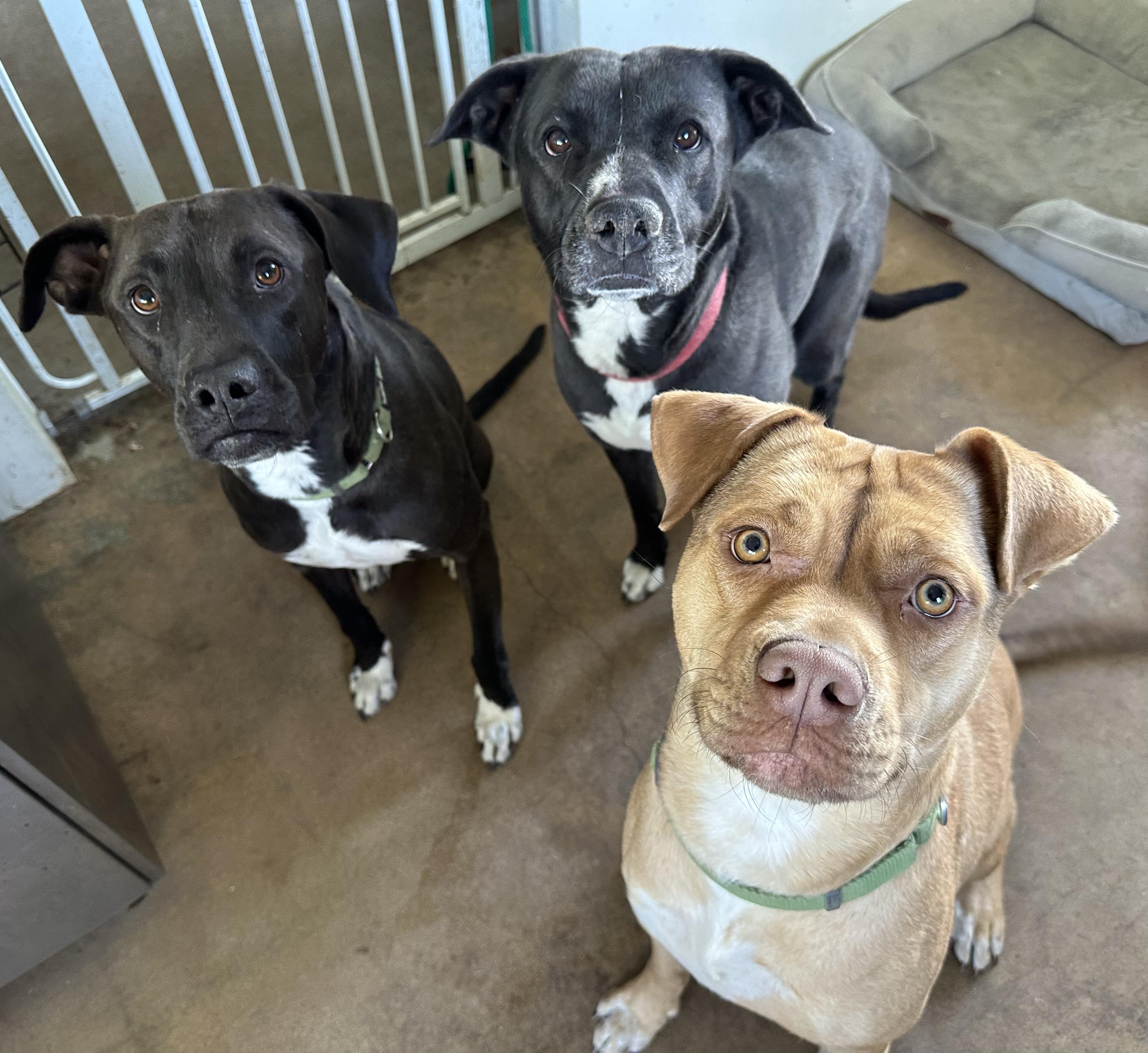 Enlarge Pumpkin Pie, a Adoptable mixed breed in Huntington Beach, CA image 2/4