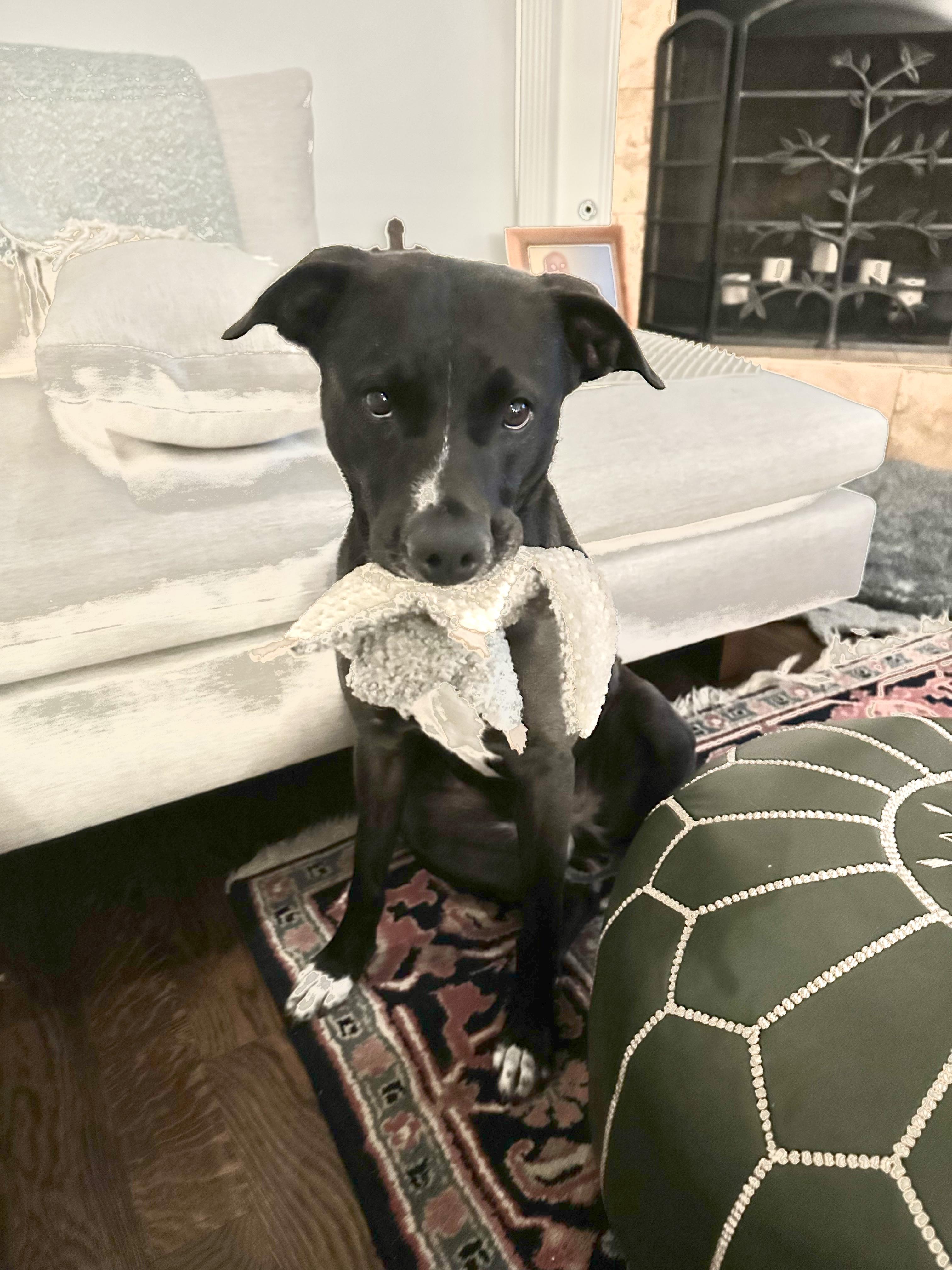 Pumpkin Pie, Adoptable, Adult Female Labrador Retriever & Pointer.