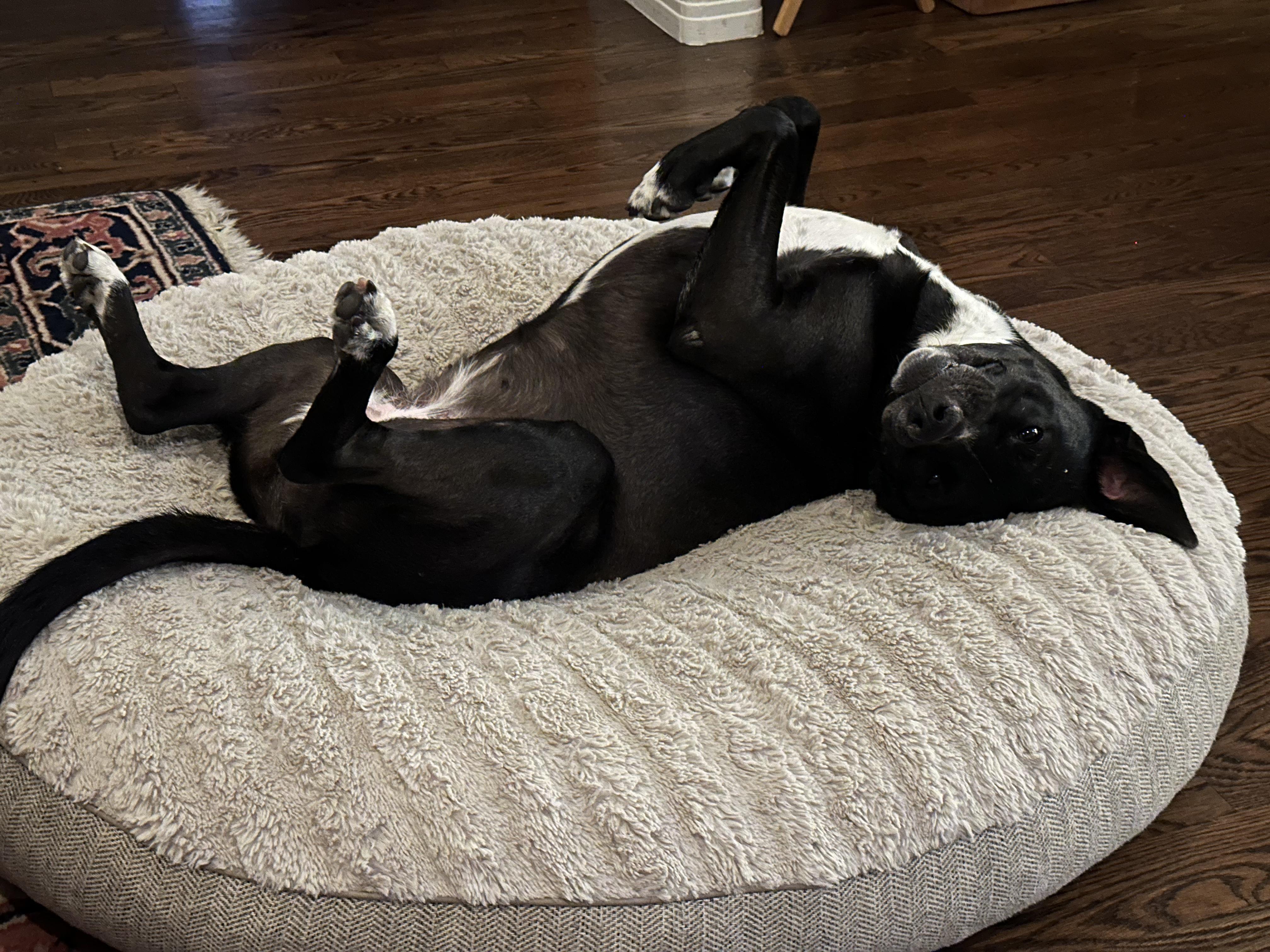 Enlarge Pumpkin Pie, a Adoptable mixed breed in Huntington Beach, CA image 4/4