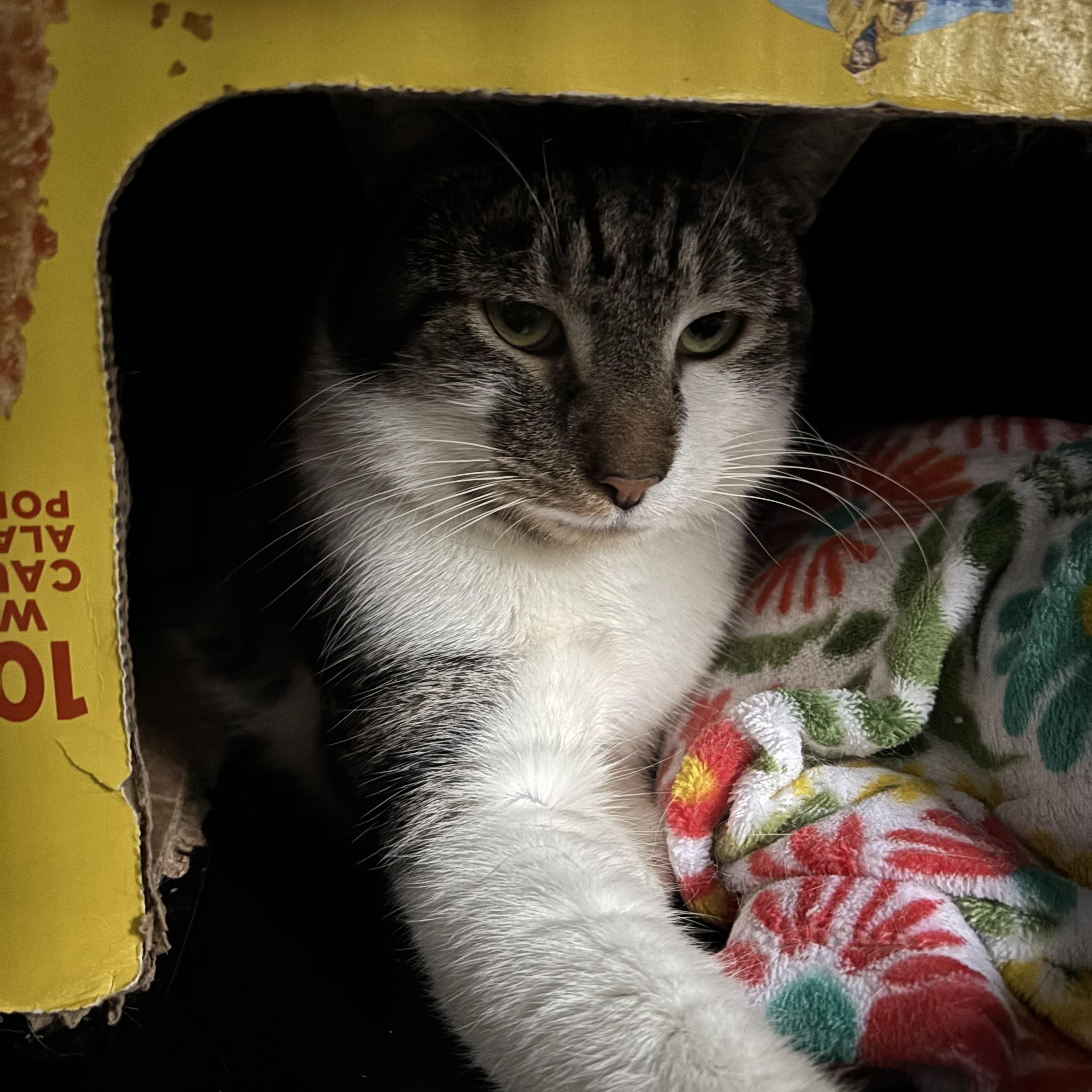 Enlarge BUBBA, a Adoptable Domestic Short Hair in Pittsburgh, PA image 1/3