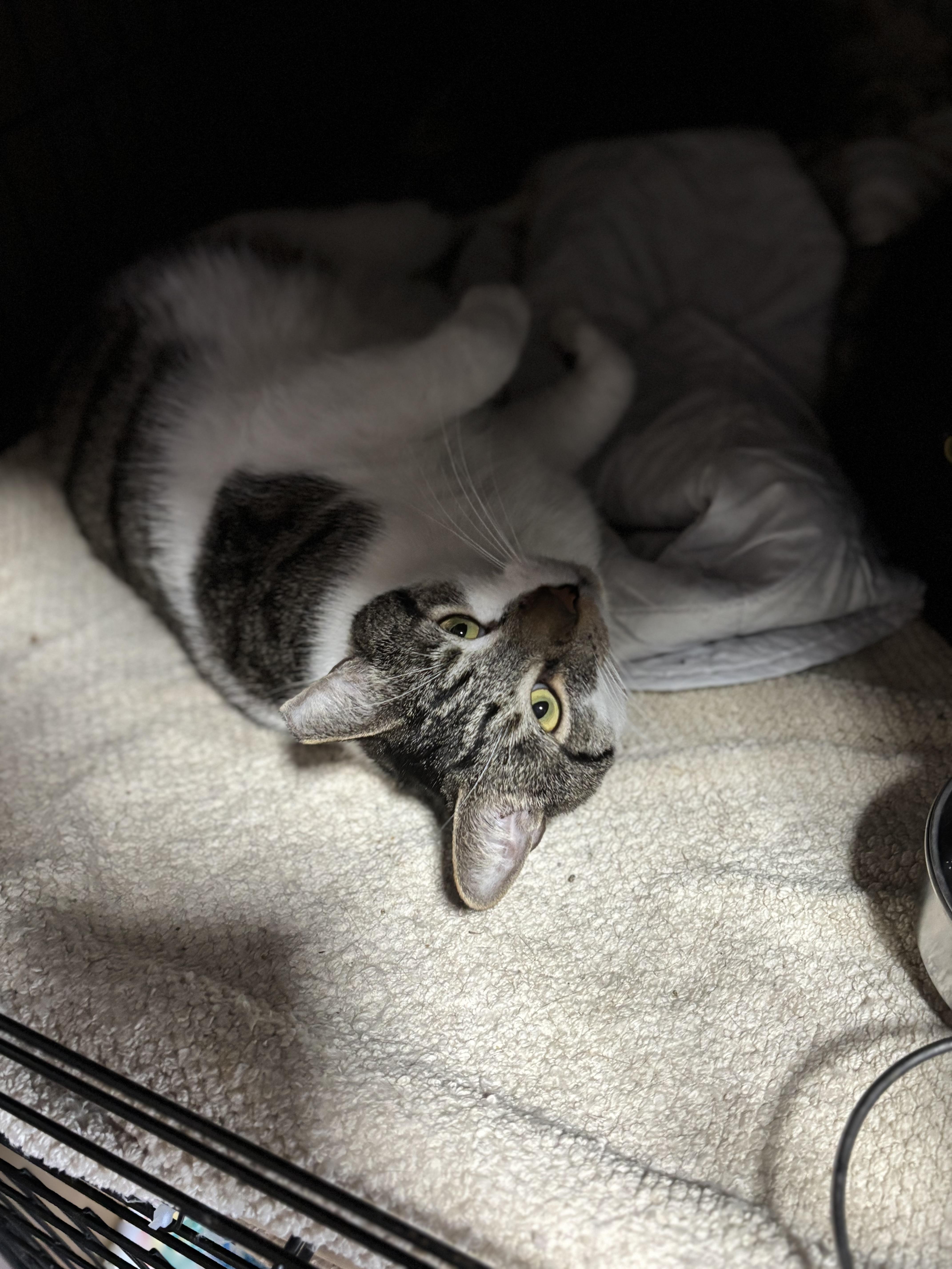 Enlarge BUBBA, an adoptable Domestic Short Hair in Pittsburgh, PA image 3/6