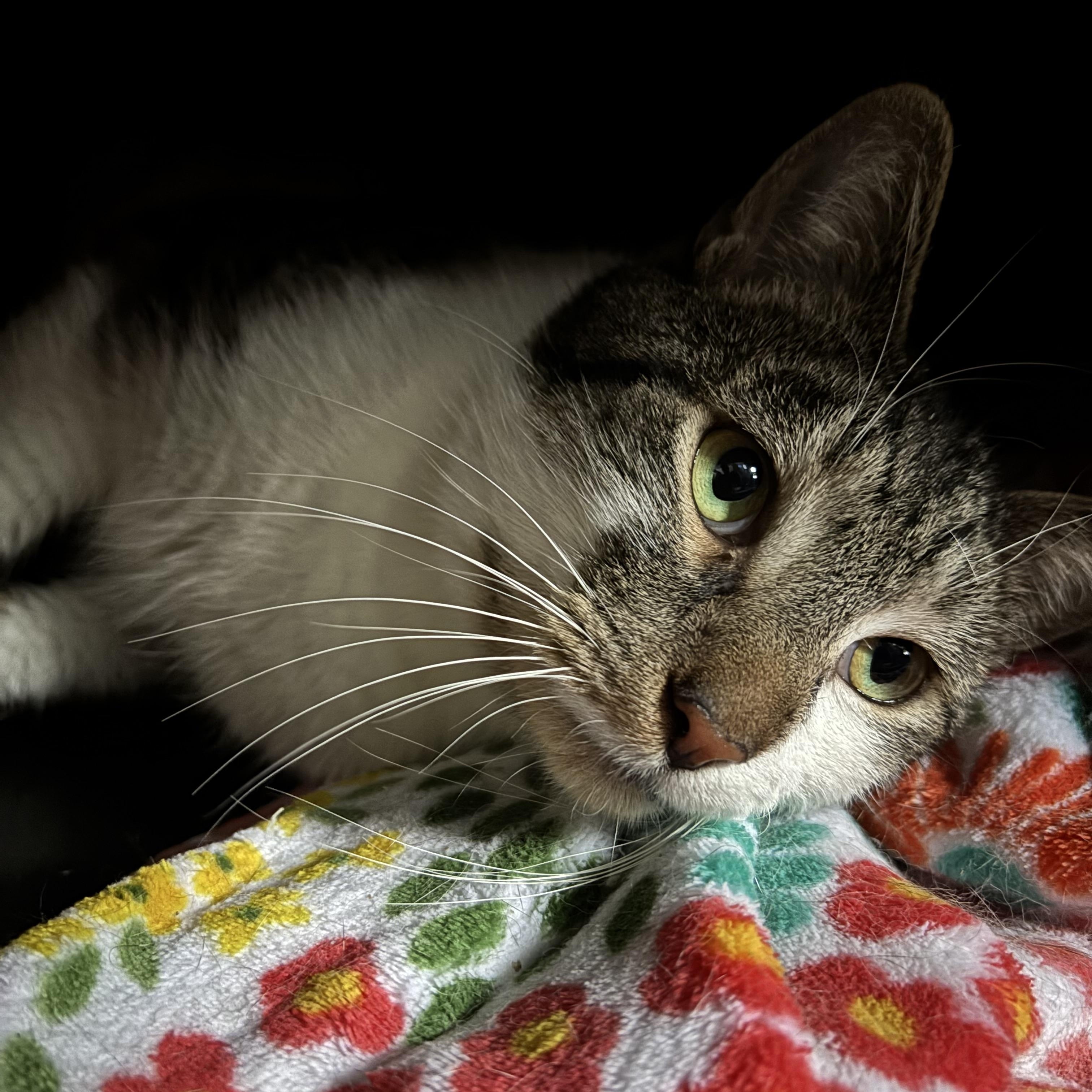 Enlarge BUBBA, a Adoptable Domestic Short Hair in Pittsburgh, PA image 3/3