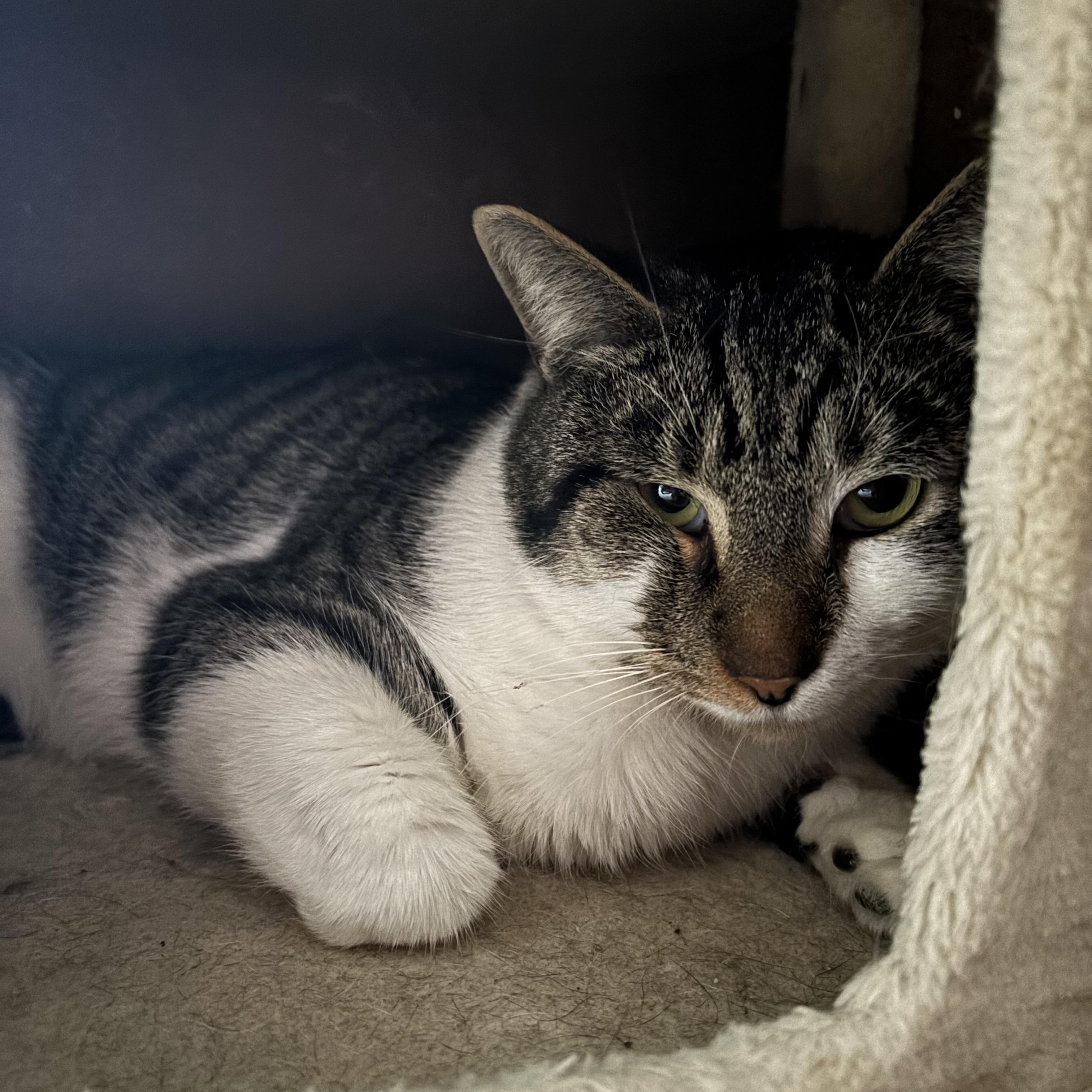 Enlarge BUBBA, a Adoptable Domestic Short Hair in Pittsburgh, PA image 2/3