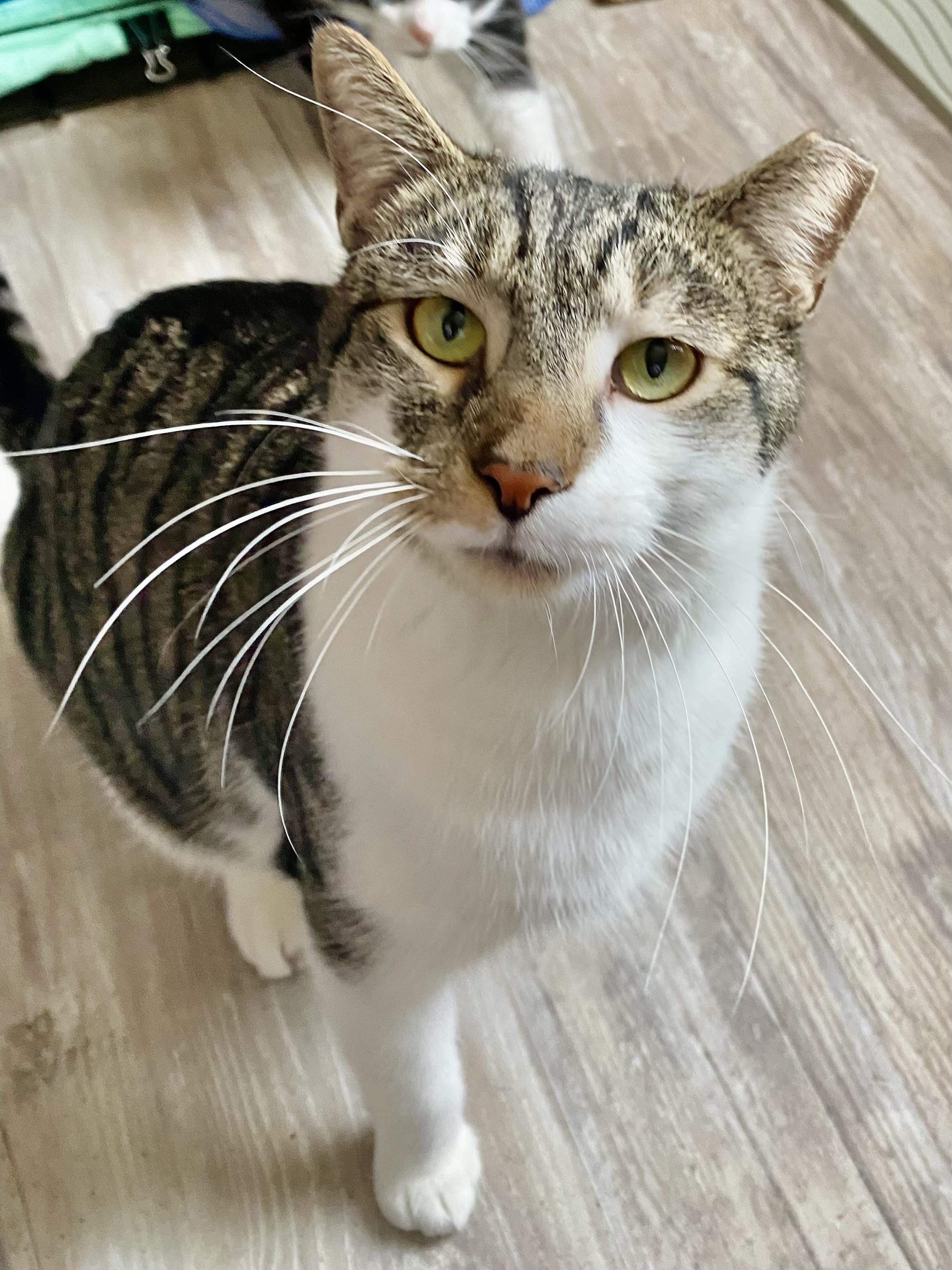 Enlarge BUBBA, an adoptable Domestic Short Hair in Pittsburgh, PA image 1/6