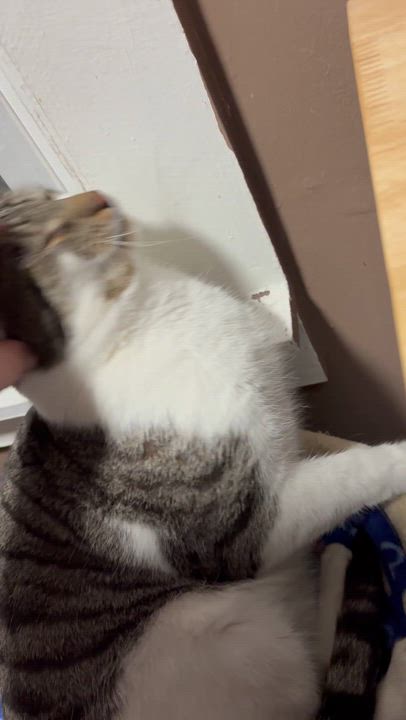 Enlarge BUBBA, an adoptable Domestic Short Hair in Pittsburgh, PA video 4/4