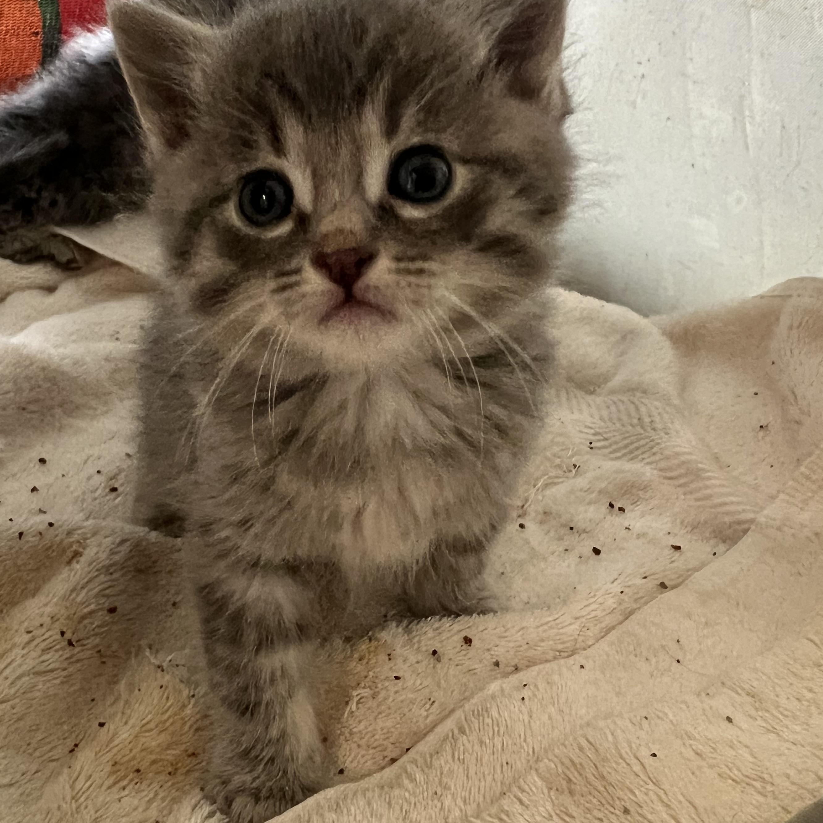 Chonkers, Adoptable, Kitten Male Domestic Short Hair.