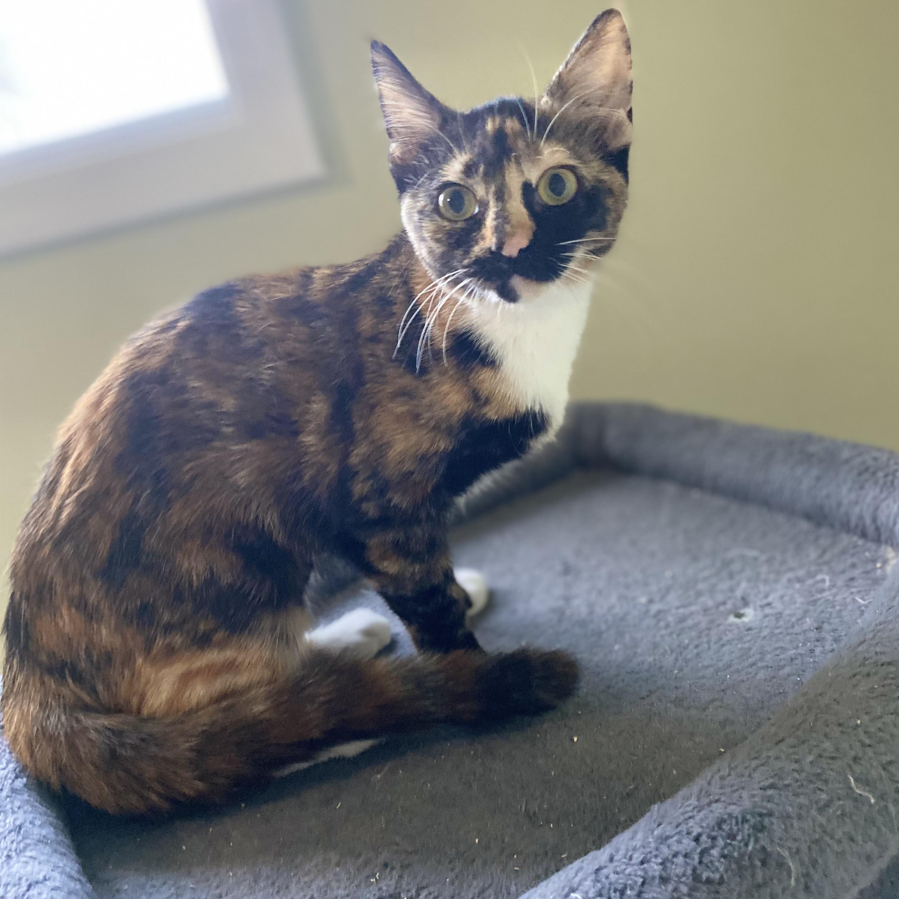 Enlarge Cricket Too, a Adoptable Tortoiseshell in Portland, OR image 2/3