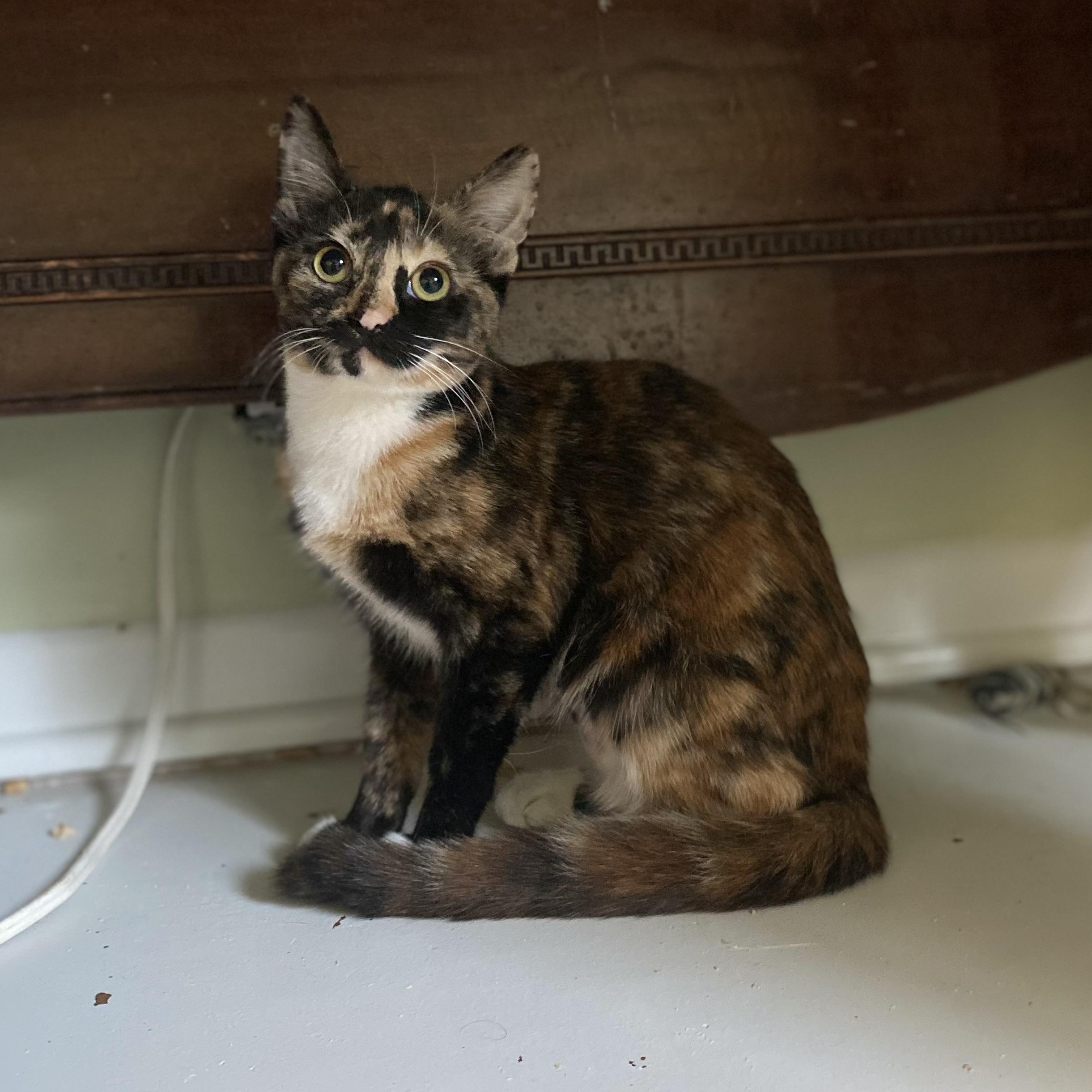 Cricket Too, Adoptable, Kitten Female Tortoiseshell.