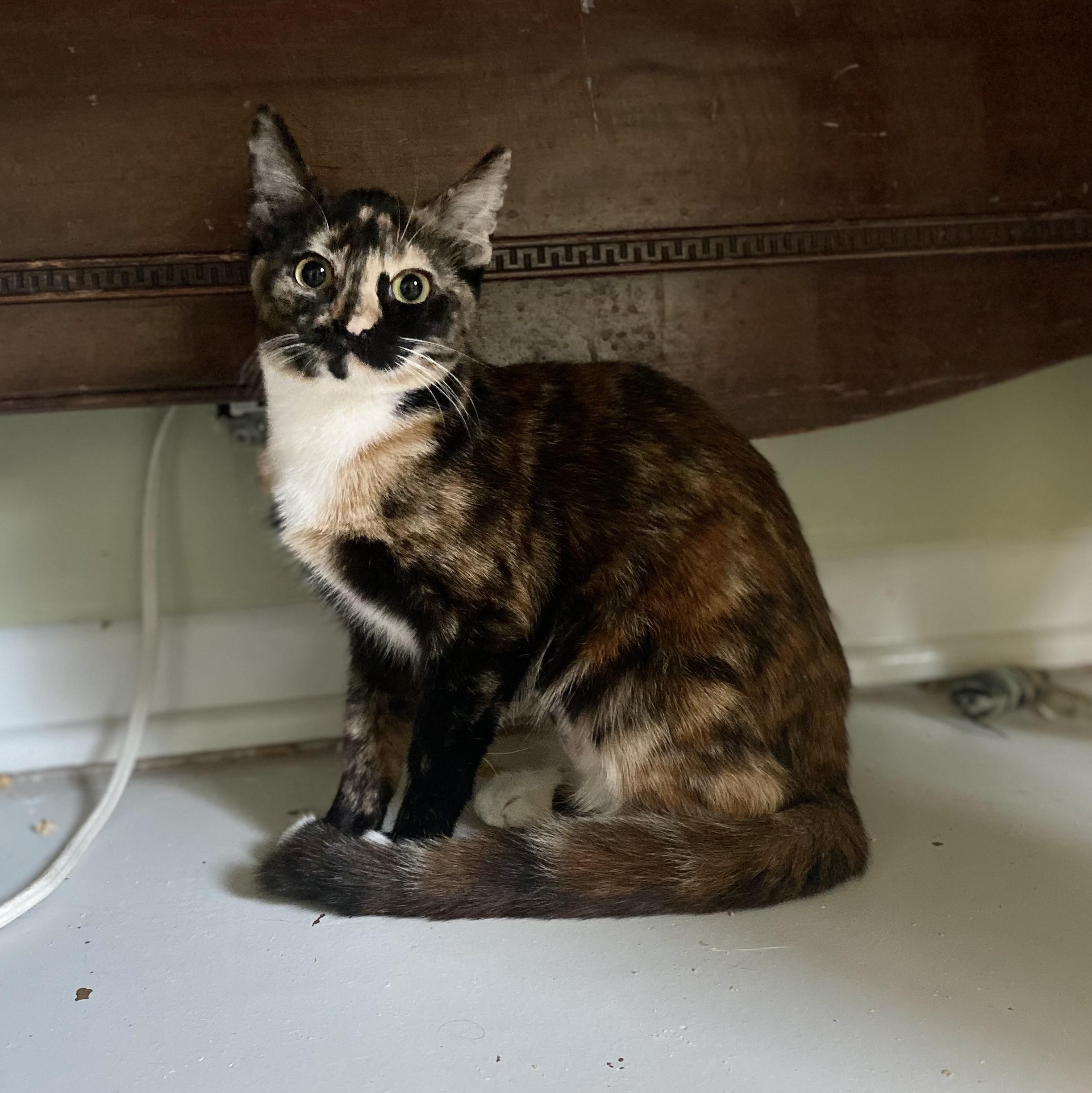 Enlarge Cricket Too, a Adoptable Tortoiseshell in Portland, OR image 3/3