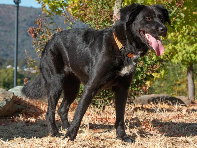 Enlarge Mae Mae A061038, a Adoptable mixed breed in San Andreas, CA image 2/2
