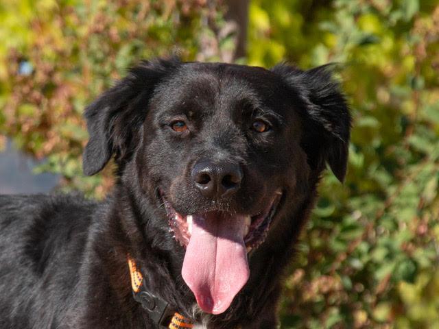 Mae Mae A061038, Adoptable, Young Female Labrador Retriever.