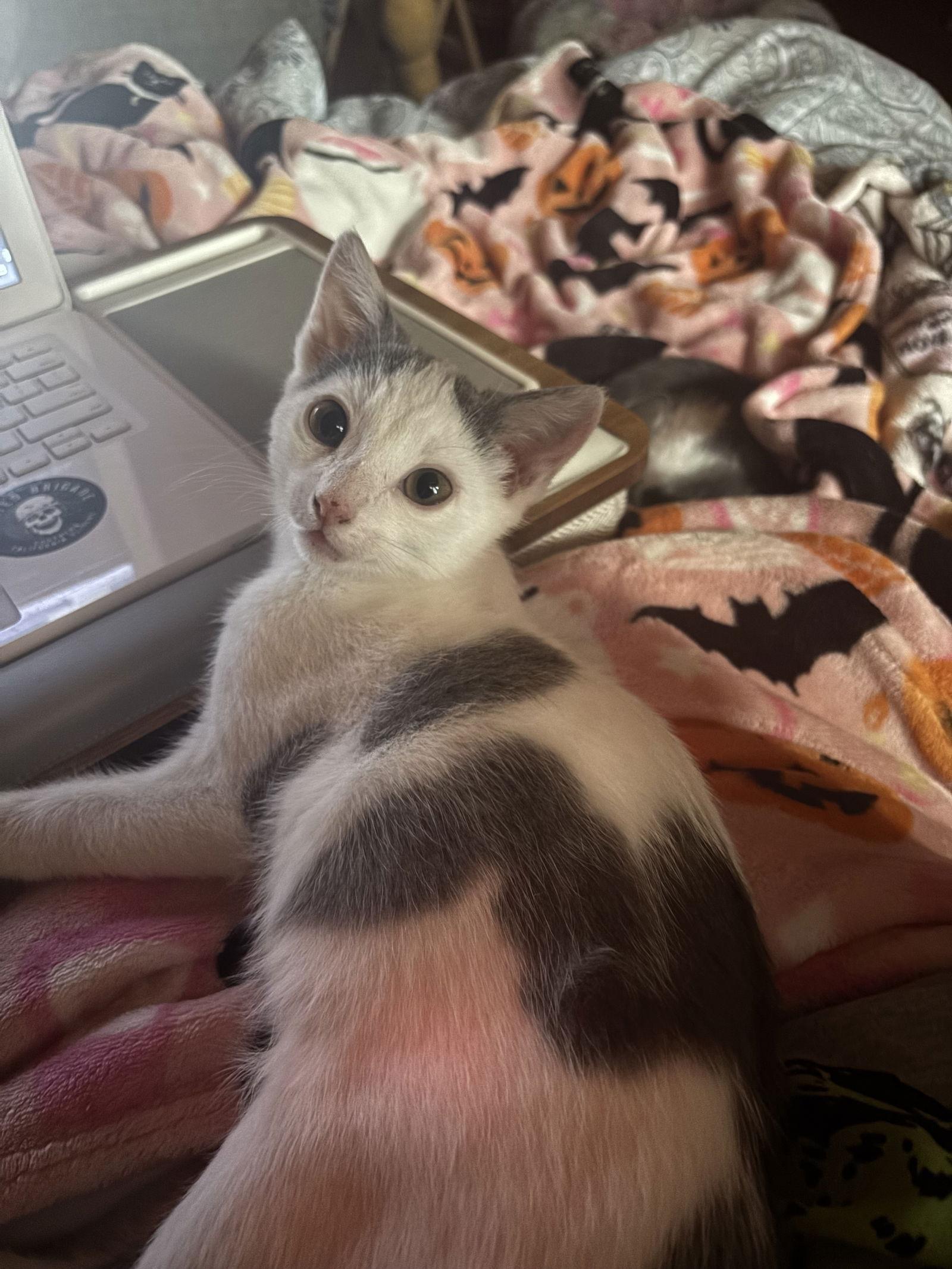 Johnathan, Adoptable, Young Male Domestic Short Hair.