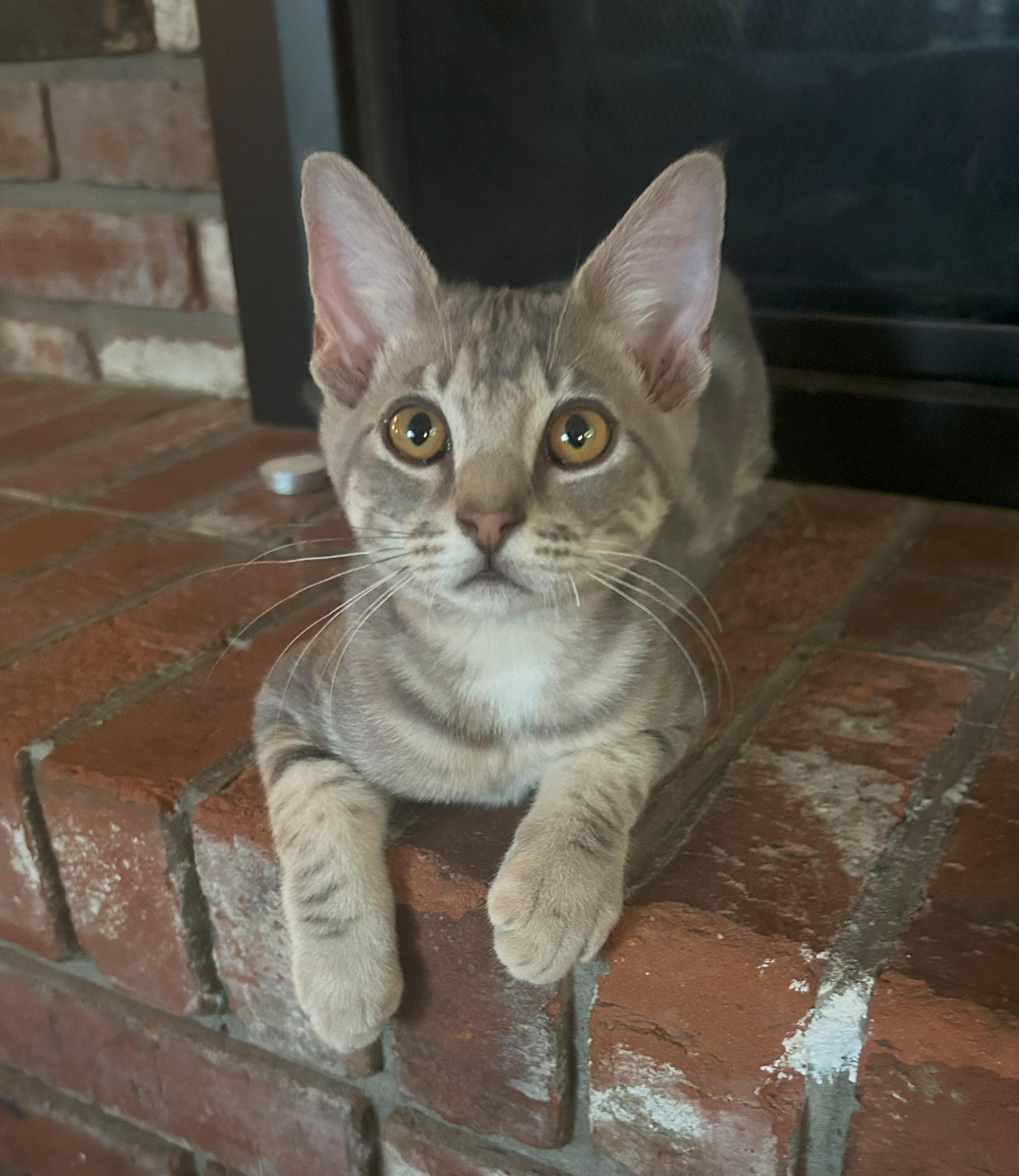 Kramer, a Adoptable Domestic Short Hair in Union Gap, WA image 1/2