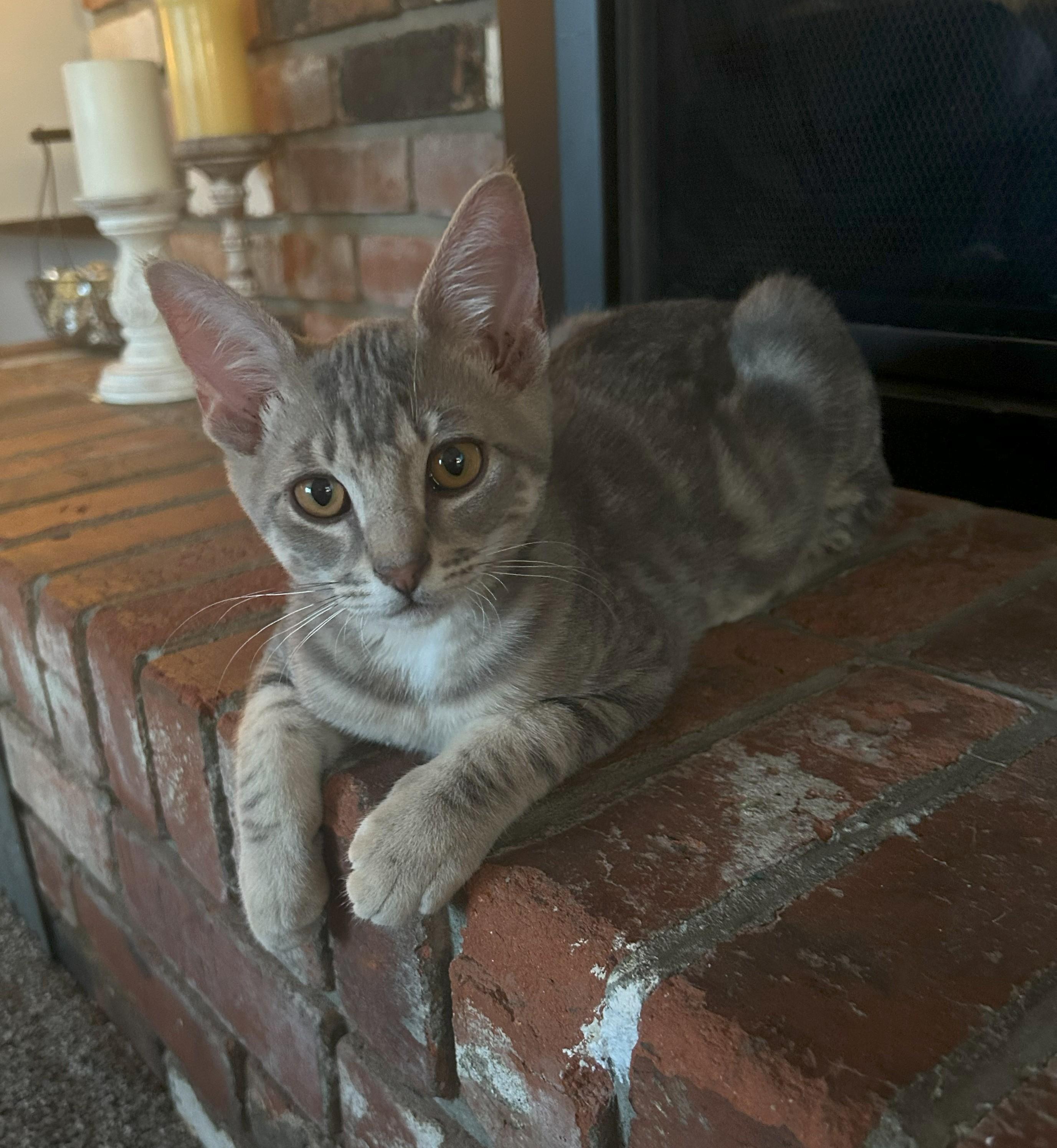 Kramer, a Adoptable Domestic Short Hair in Union Gap, WA image 2/2